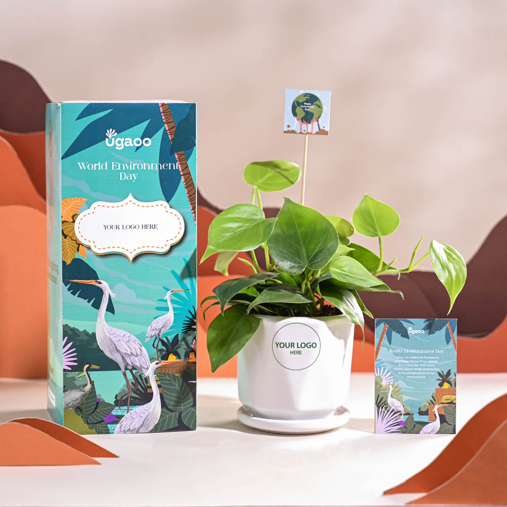 Ugaoo Philodendron Oxycardium Green Plant For Environment Day Gifting - view 38