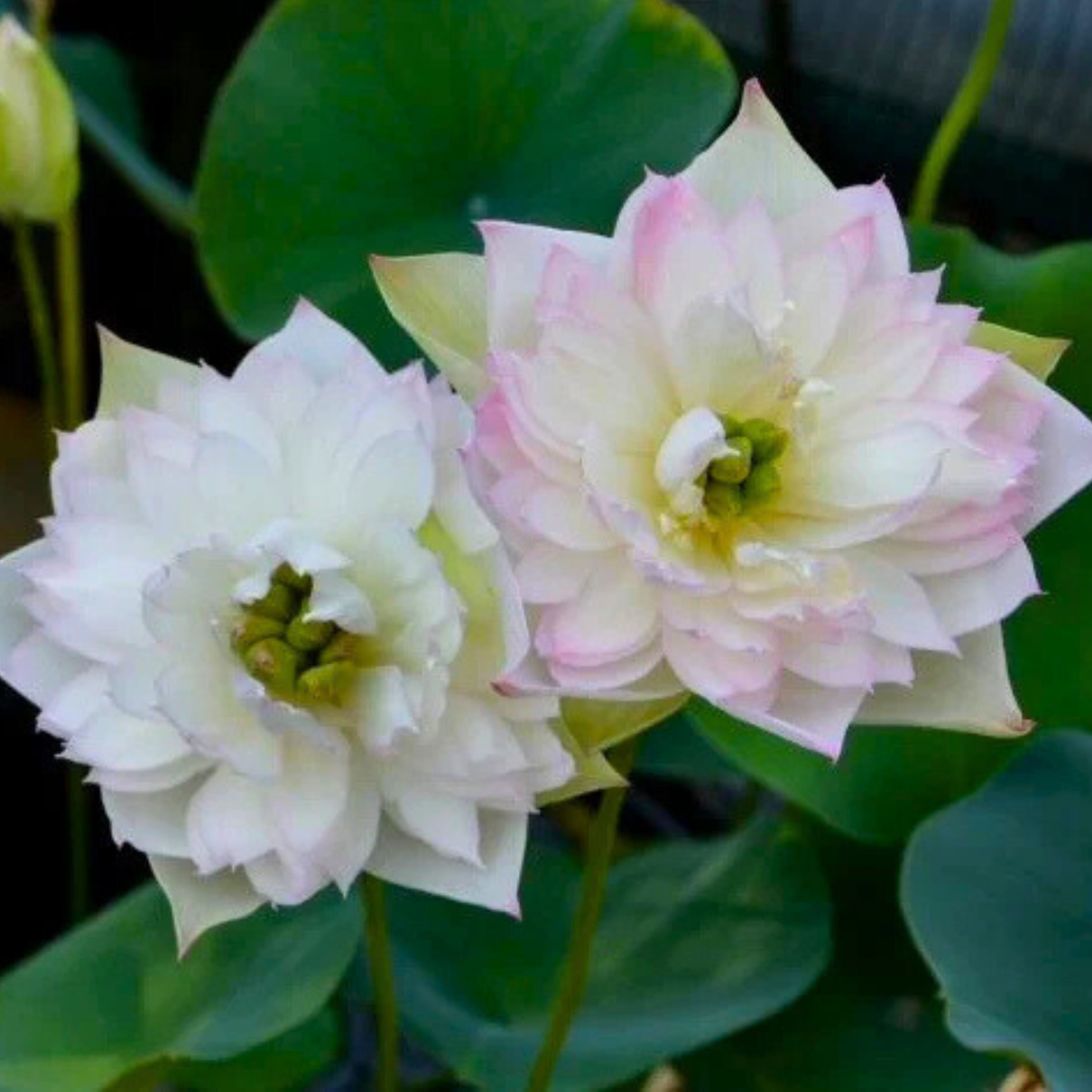 DZ First Fall Micro Lotus Tuber