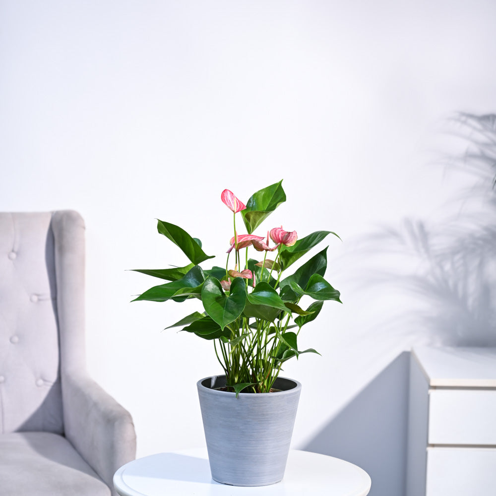Ugaoo Anthurium Livium Plant