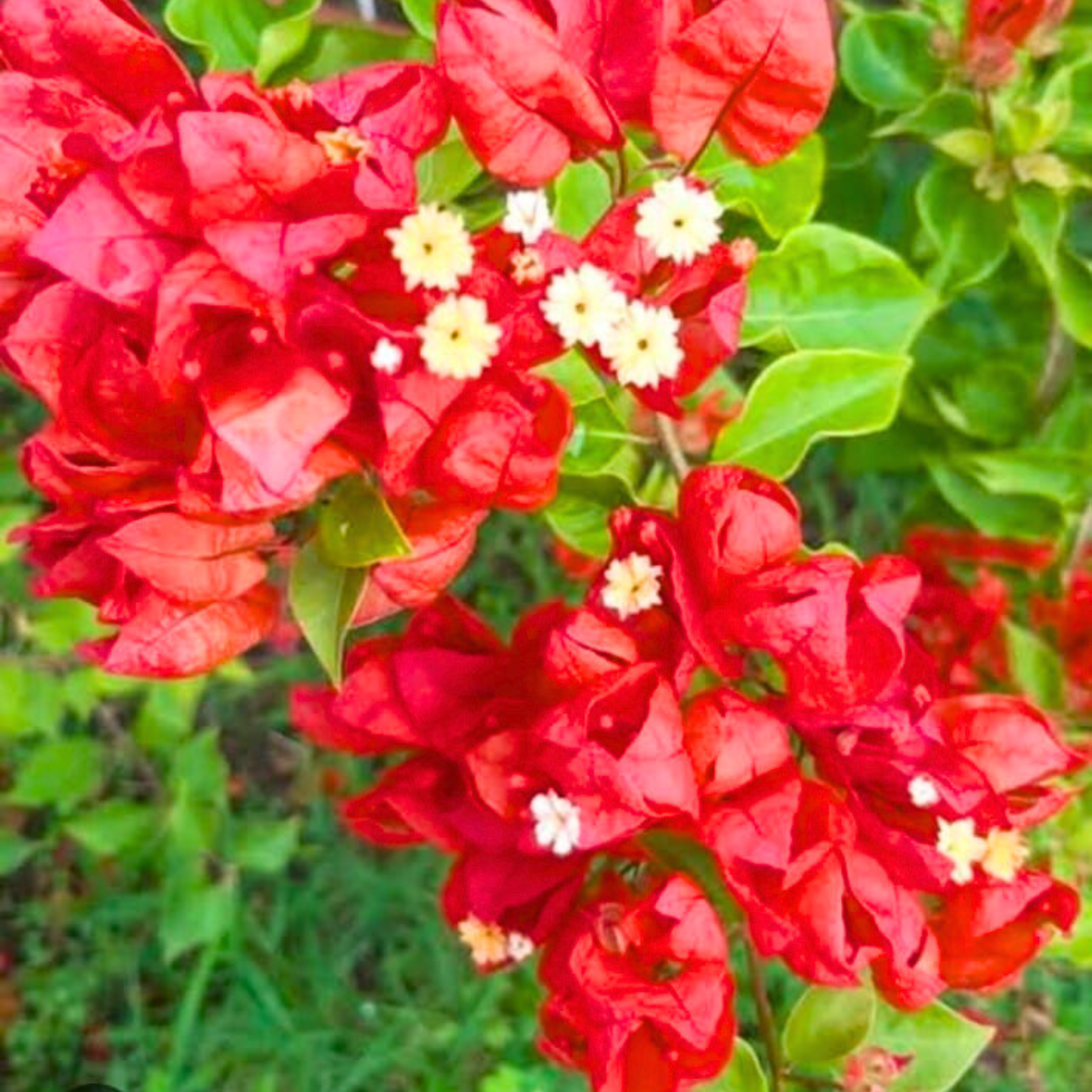 DZ Bougainvillea Tanglong Red (Paper Flower) Rare Flowering Live Plant - view 2