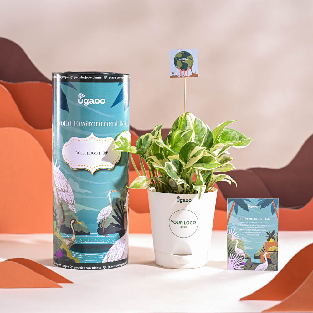 Ugaoo Money Plant N Joy For Environment Day Gifting