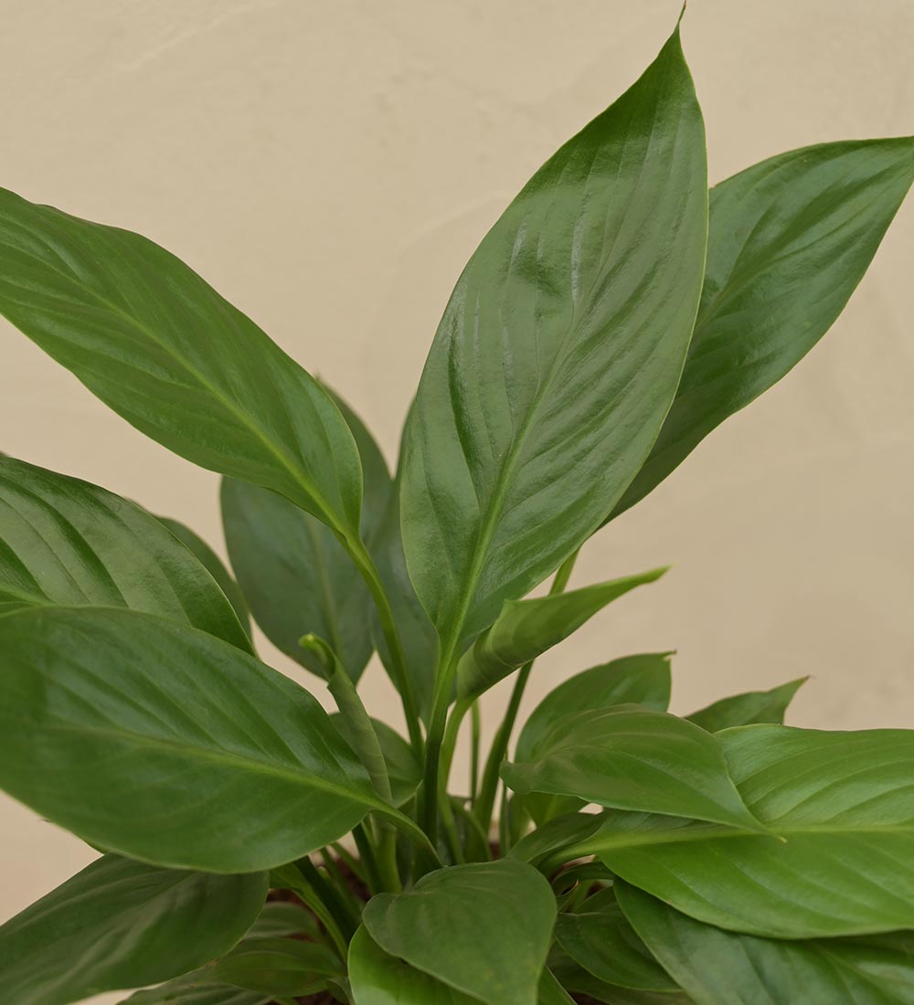 Ugaoo Peace Lily Plant Gift Hamper - view 2