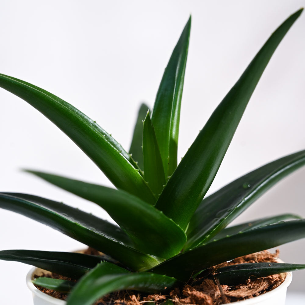 Ugaoo Aloe Vera Green Mini Plant For Environment Day Gifting - view 18