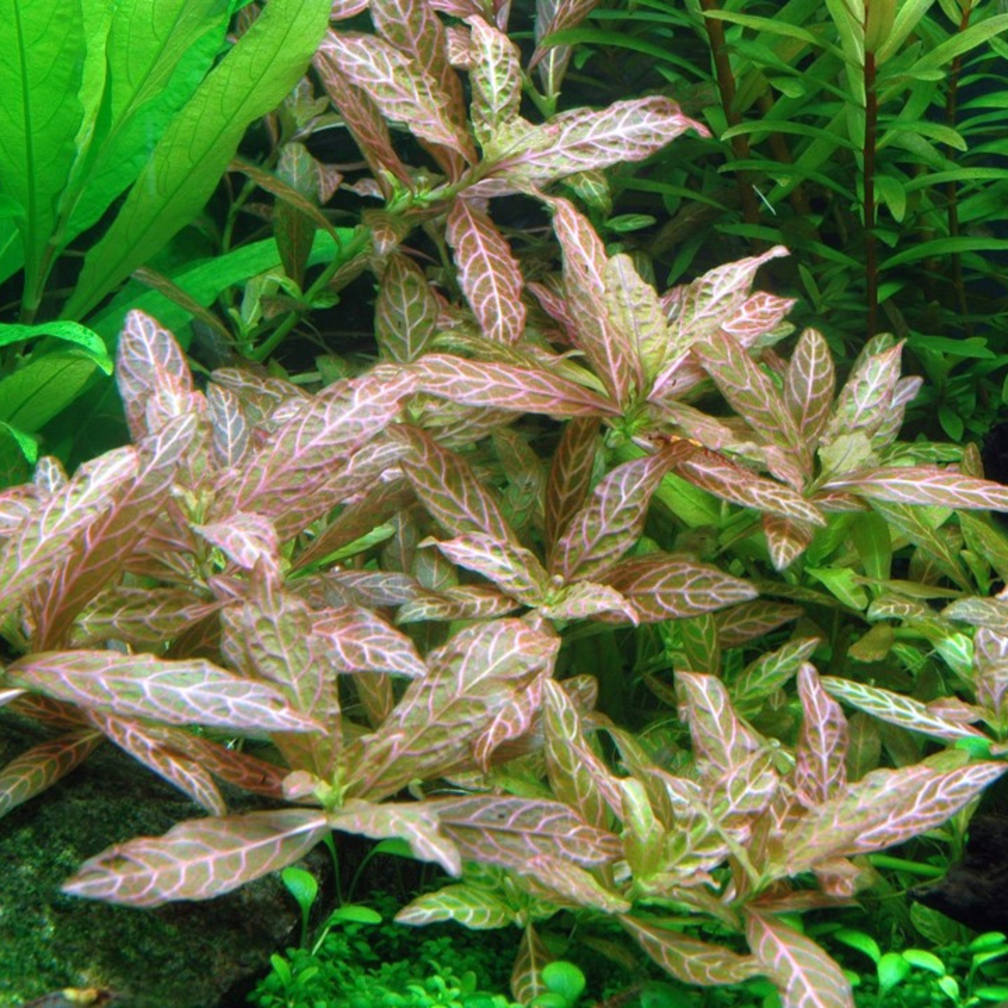 MRWP Hygrophila Polysperma Rosanervig Aquarium Live Plant