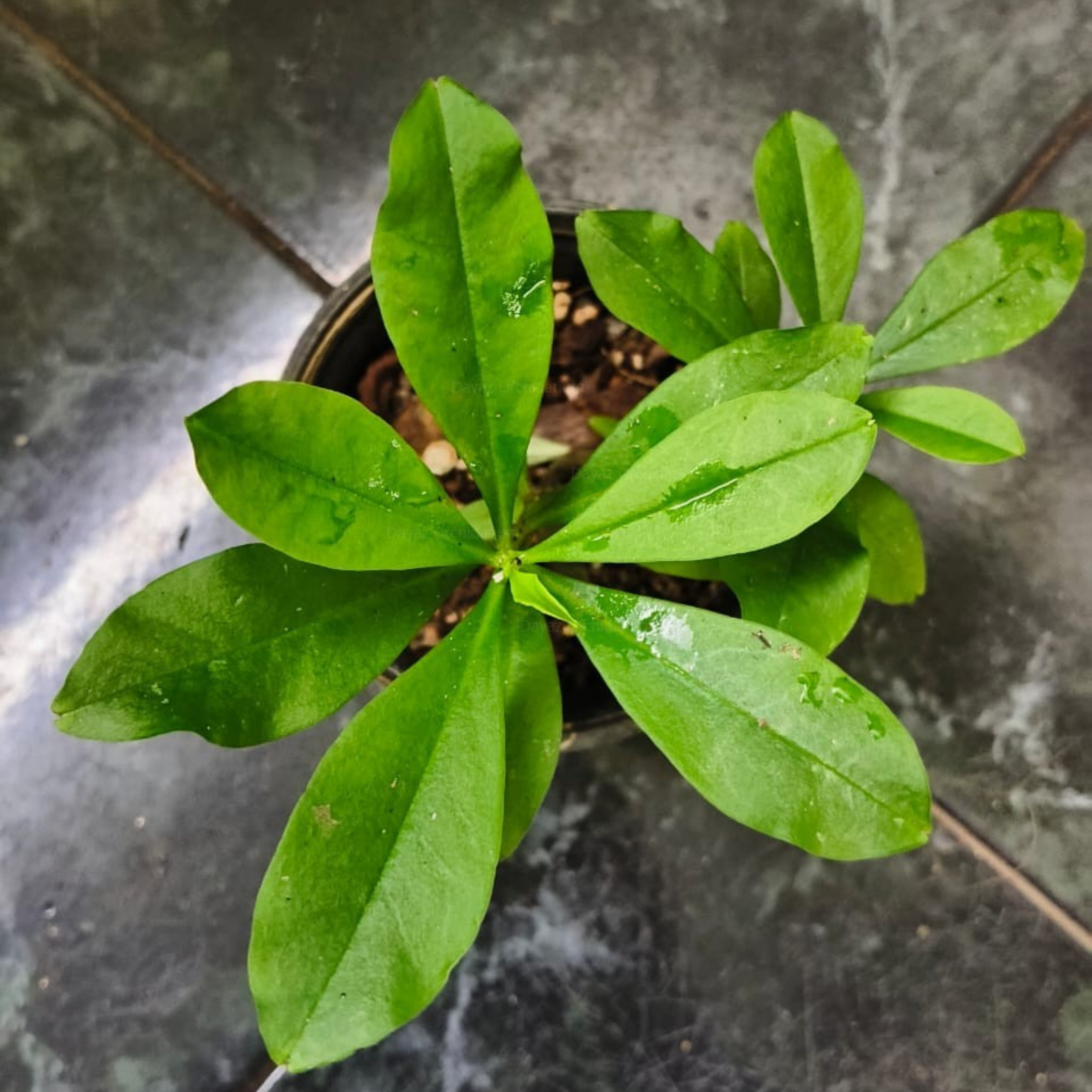 DZ Sambar Cheera/Ceylon Spinach (Talinum fruticosum) Medicinal Live Plant