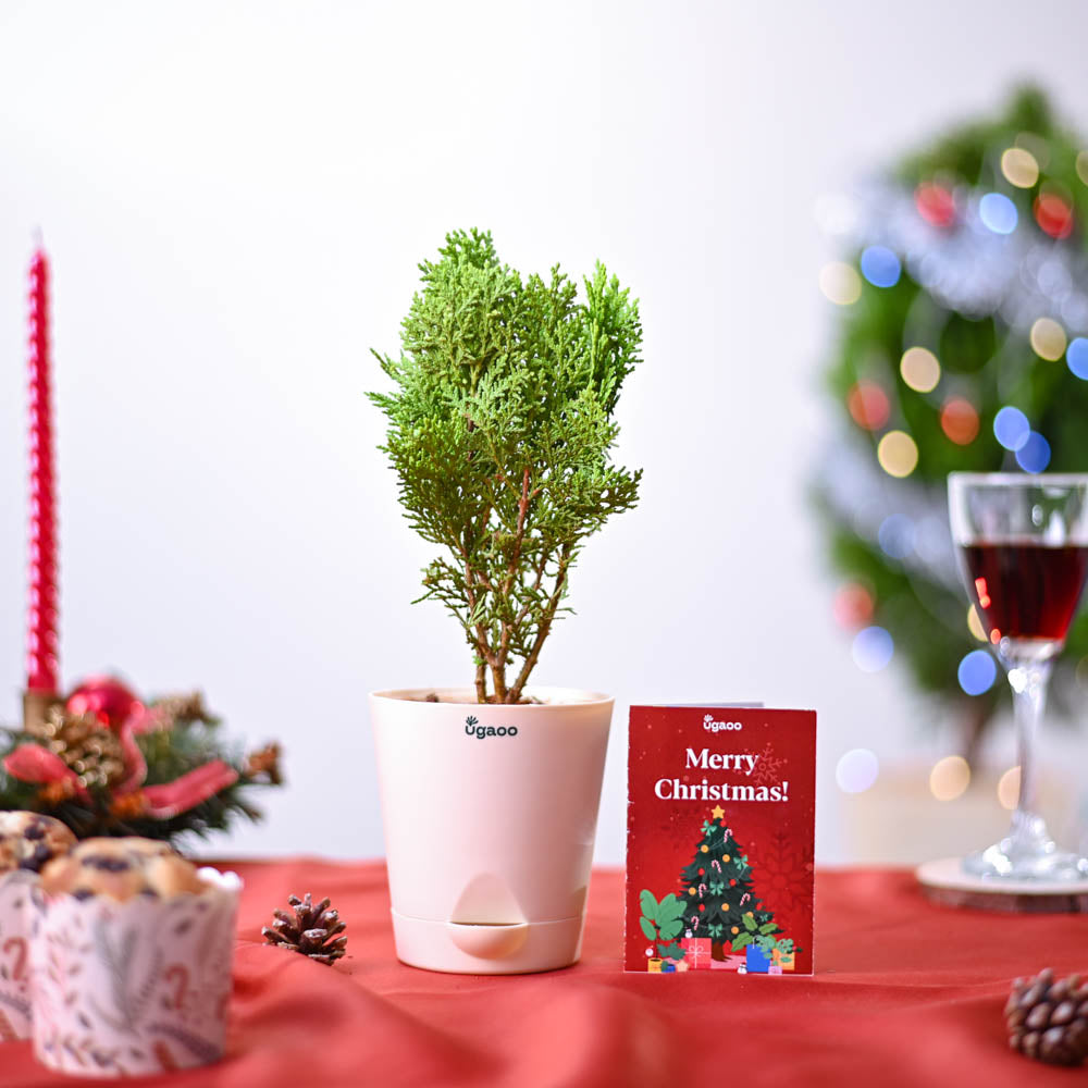 Ugaoo Thuja Plant Christmas Gift - view 2