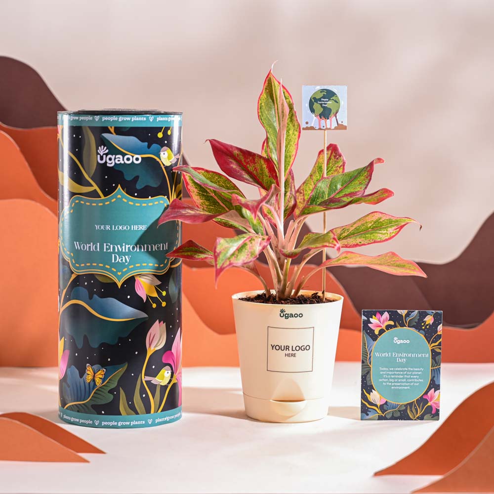 Ugaoo Aglaonema Red Plant For Environment Day Gifting
