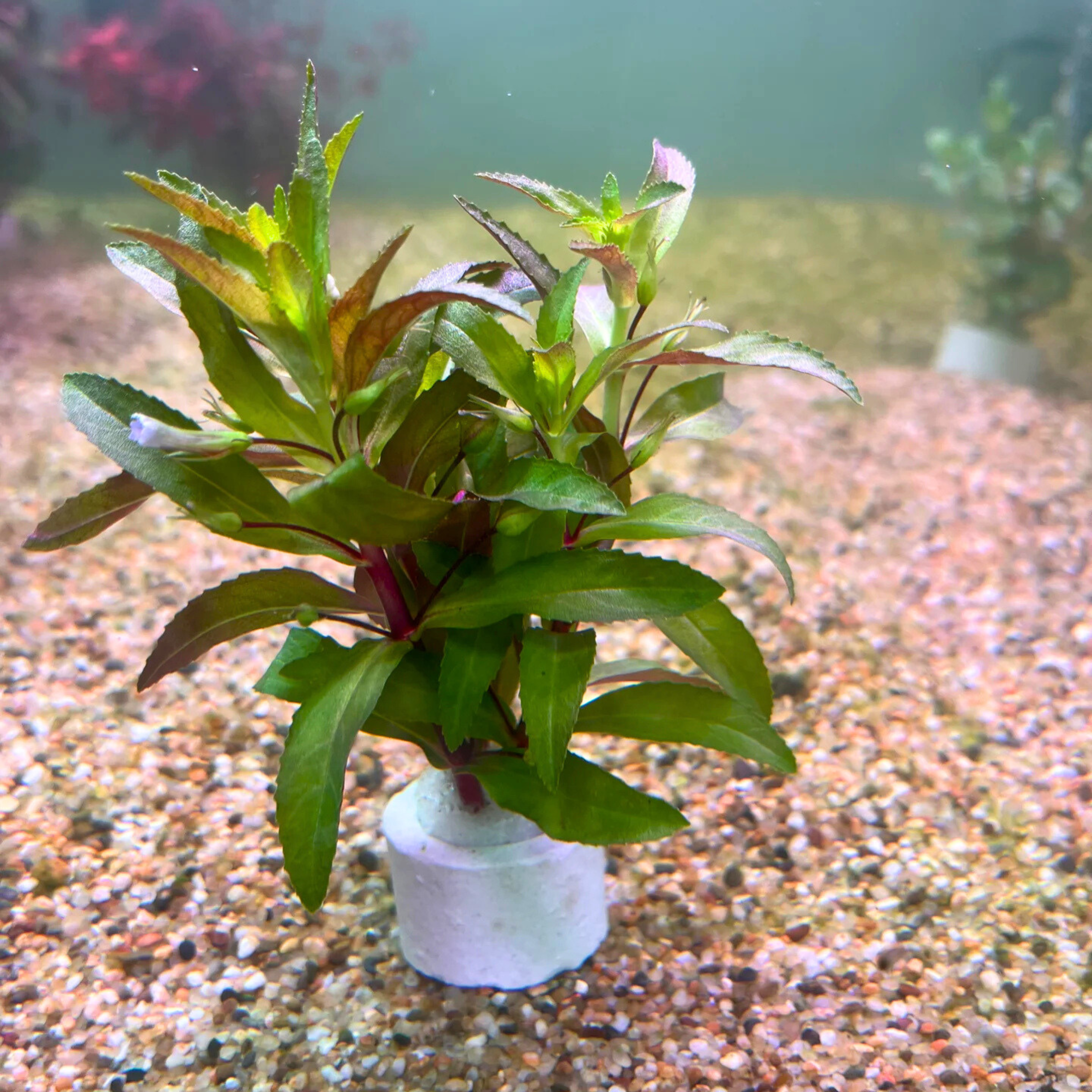MRWP Creeping Marshweed (Limnophila repens) Aquarium Live Plant - view 3