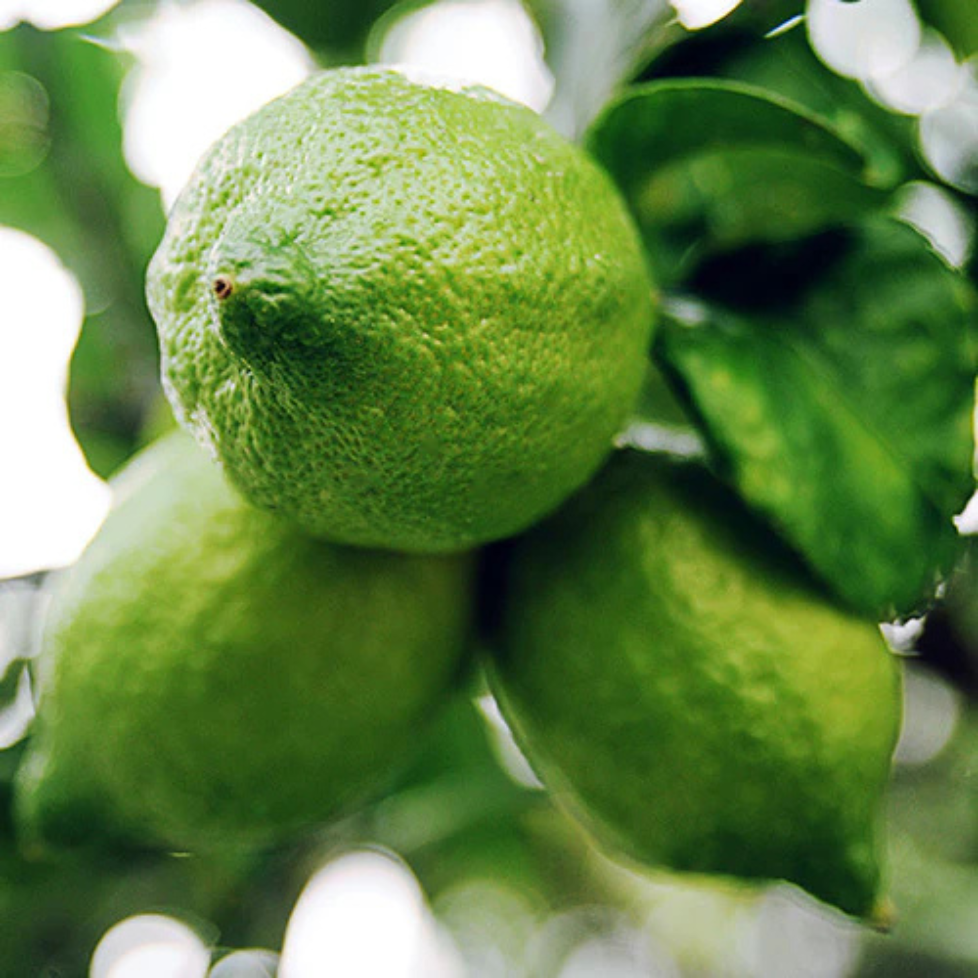 MR Gondhoraj Lemon (Citrus × limonia) Fruit Live Plant - view 3