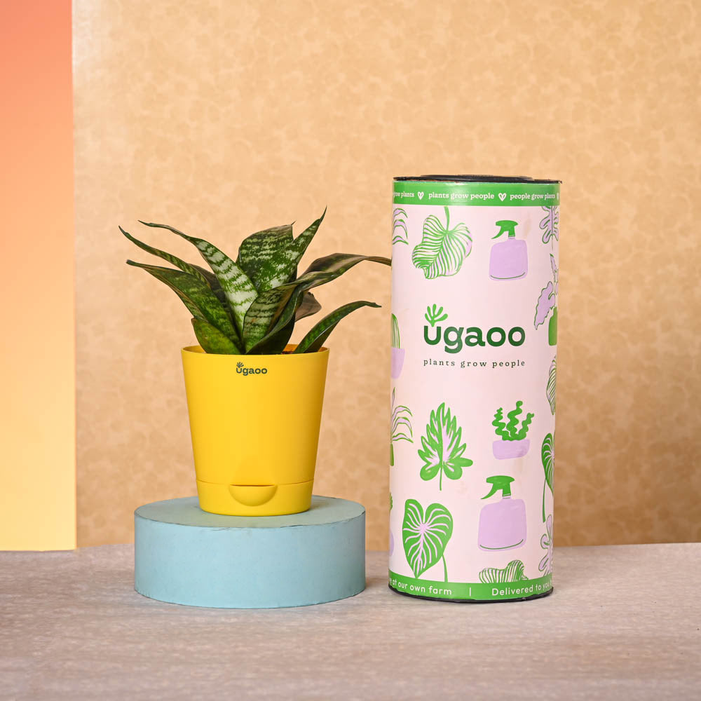 Ugaoo Navratri Celebration Plant Bundle - view 5