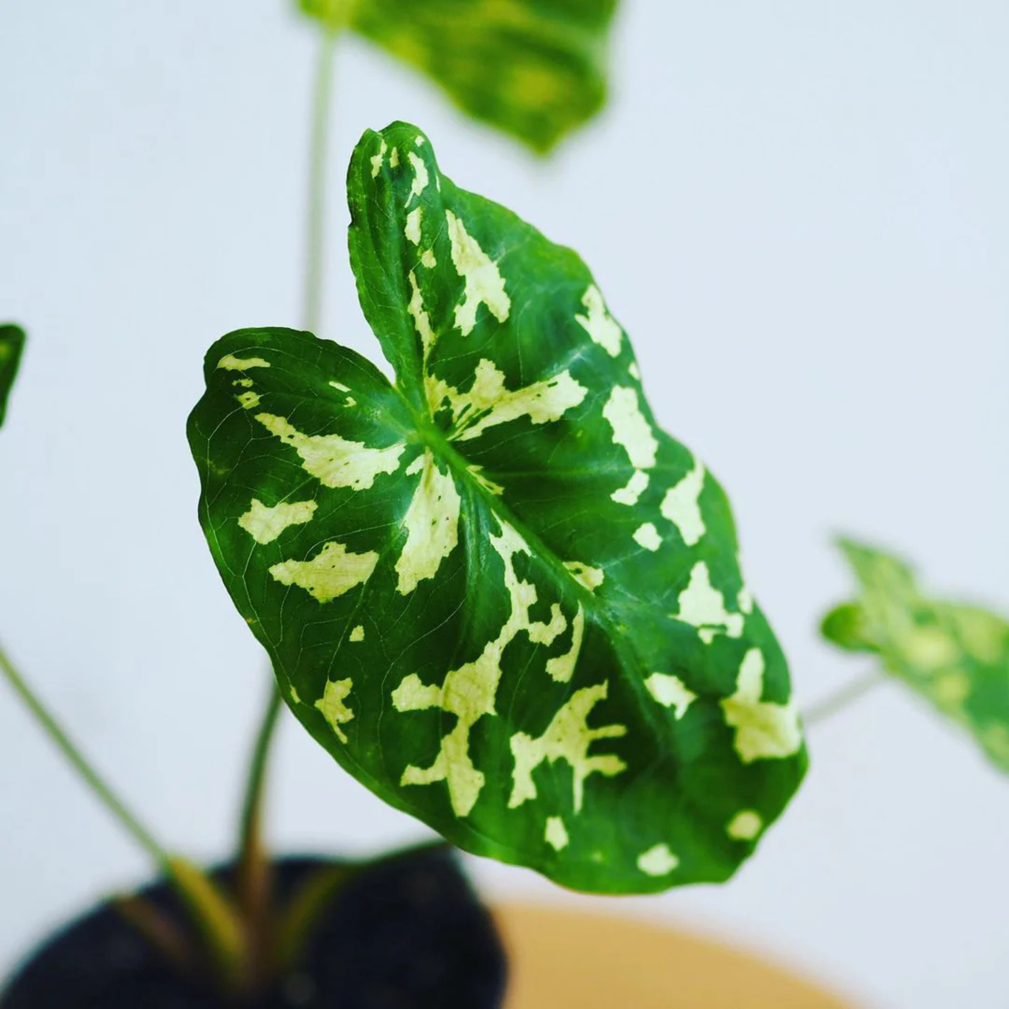 MR Alocasia Hilo Beauty (Caladium praetermissum) Indoor / Outdoor Live Plant