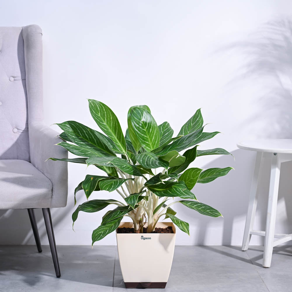 Ugaoo Aglaonema Stripes Plant - XL