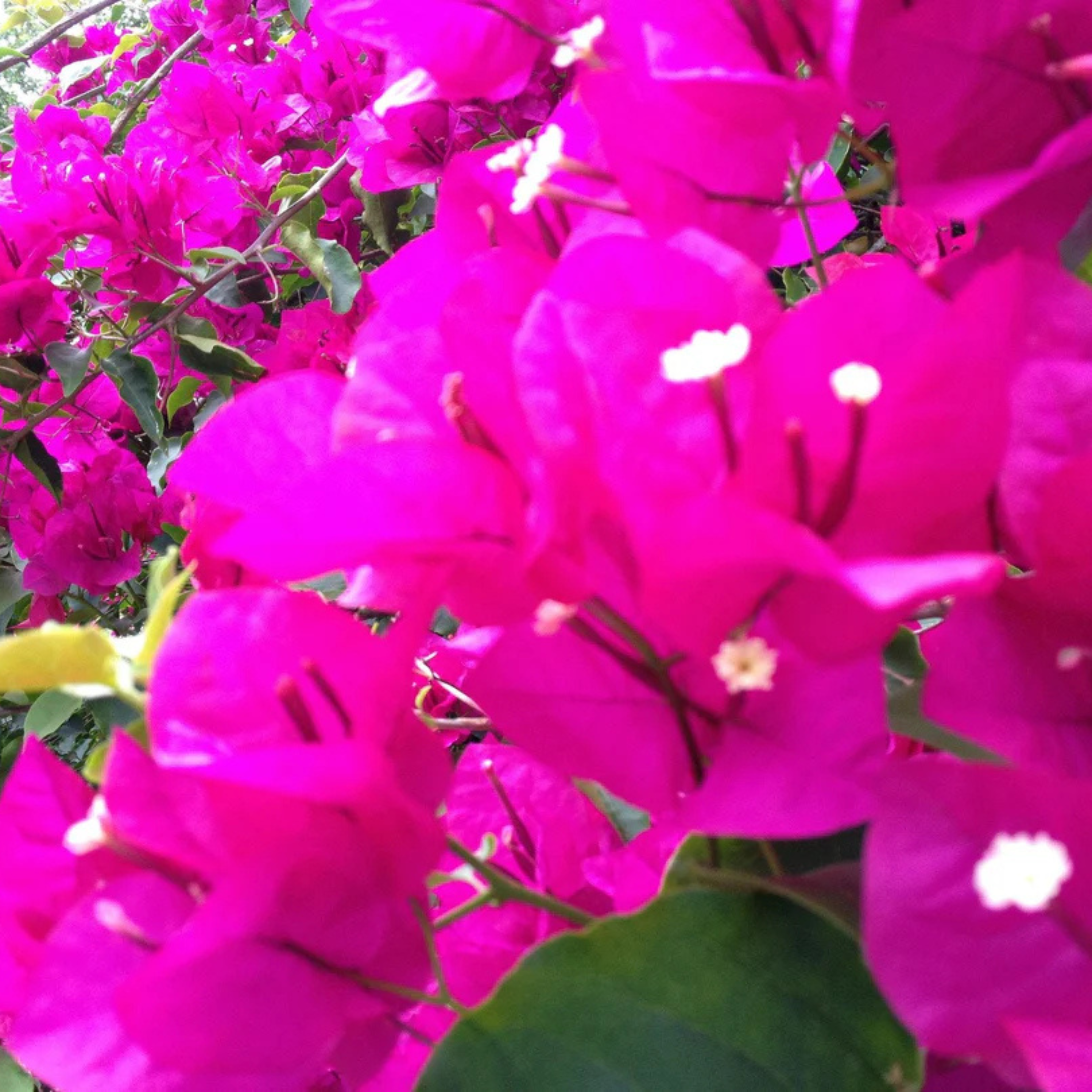 MR Bougainvillea Pink Creeper (Paper Flower) Flowering Live Plant - view 2