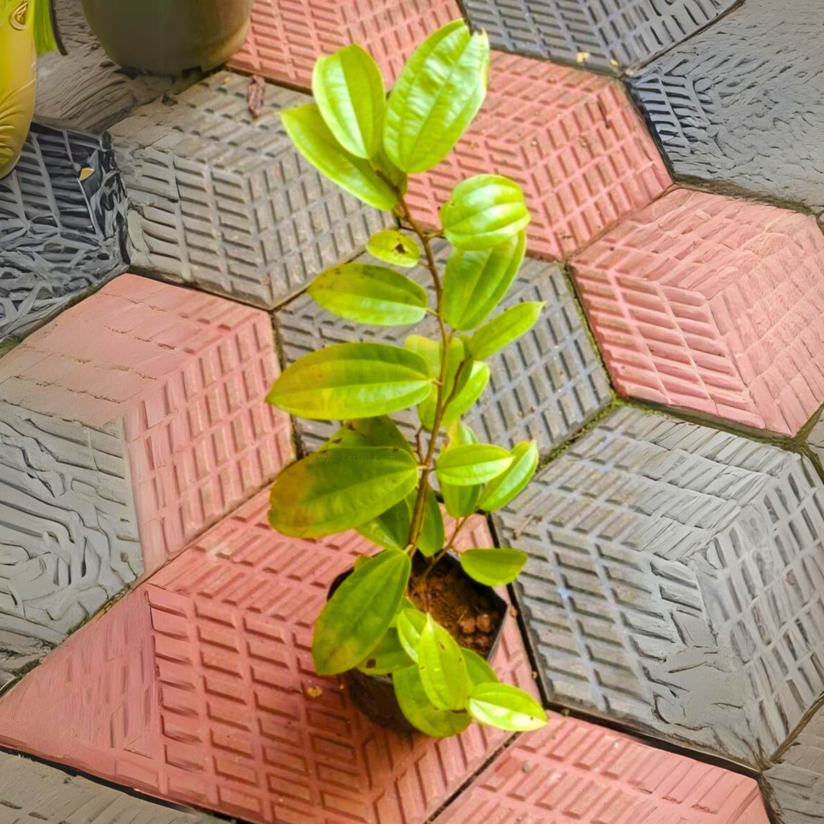 MR Western Red Trailing Vine (Bauhinia coccinea) Rare Flowering Live Plant - view 2