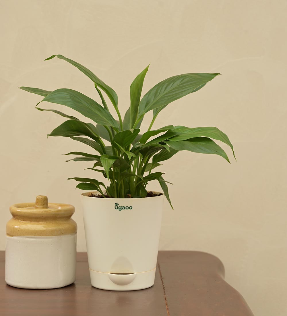 Ugaoo Peace Lily Plant Gift Hamper - view 3
