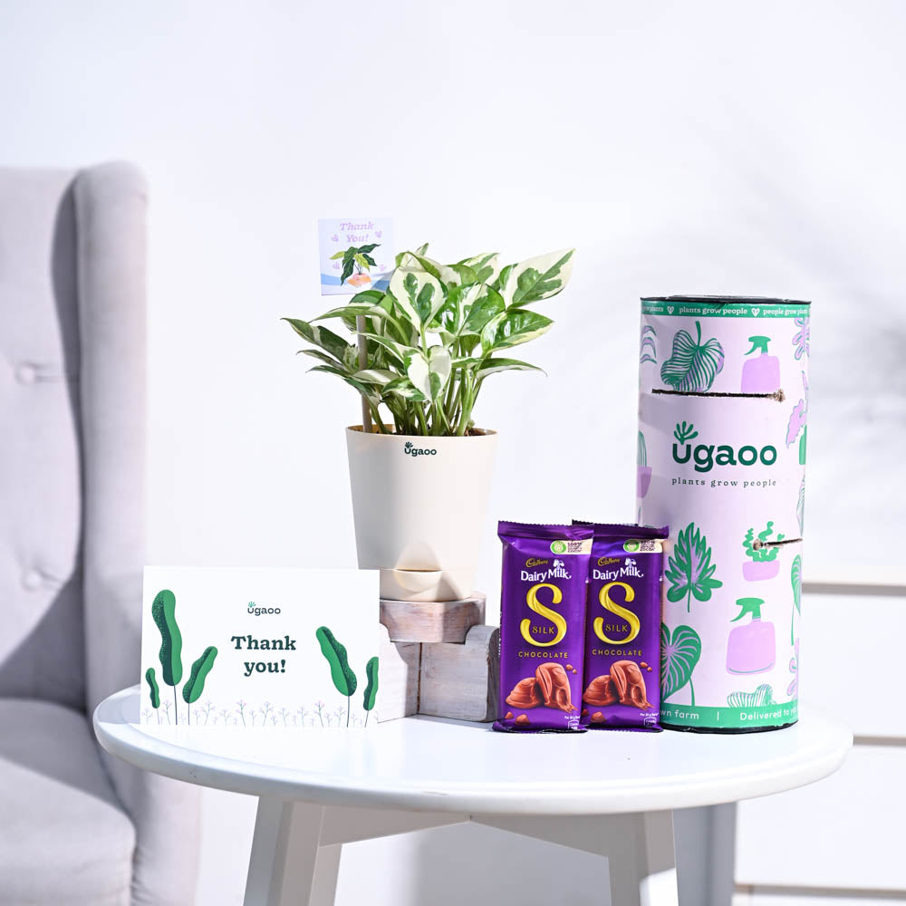 Ugaoo Money Plant N Joy Thank you Gift Hamper - view 3