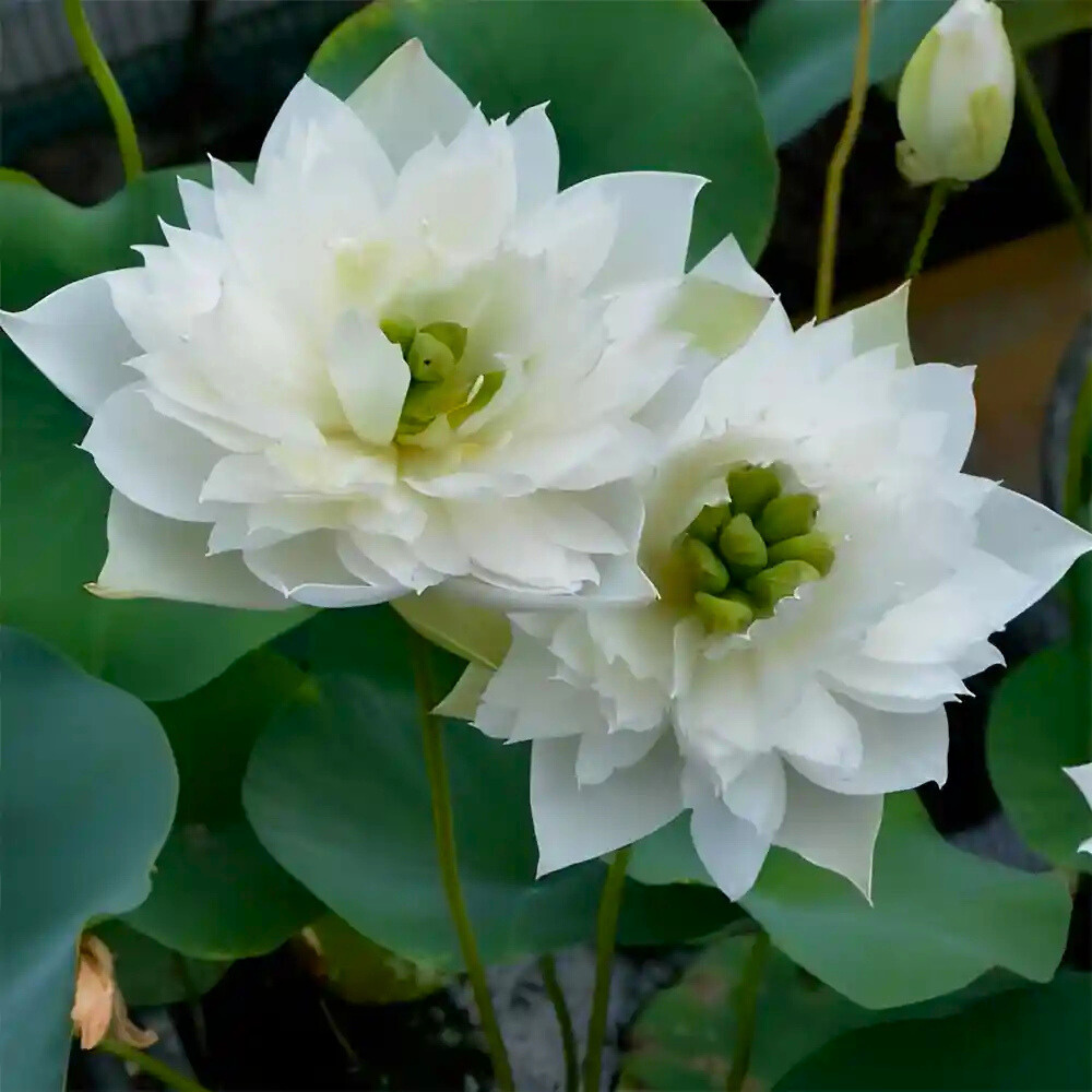 DZ First Fall Micro Lotus Tuber - view 4