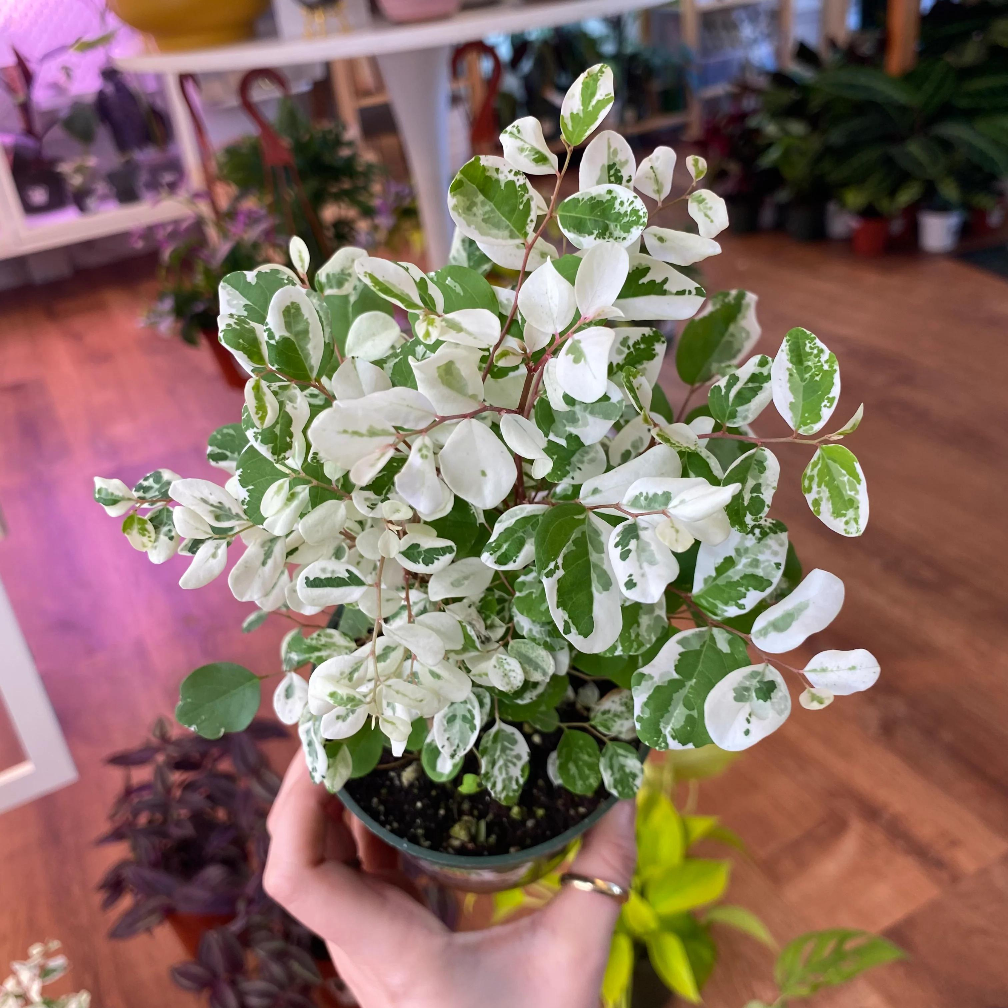 DZ Breynia Disticha (Snow Bush) Indoor/Outdoor Live Plant - view 3