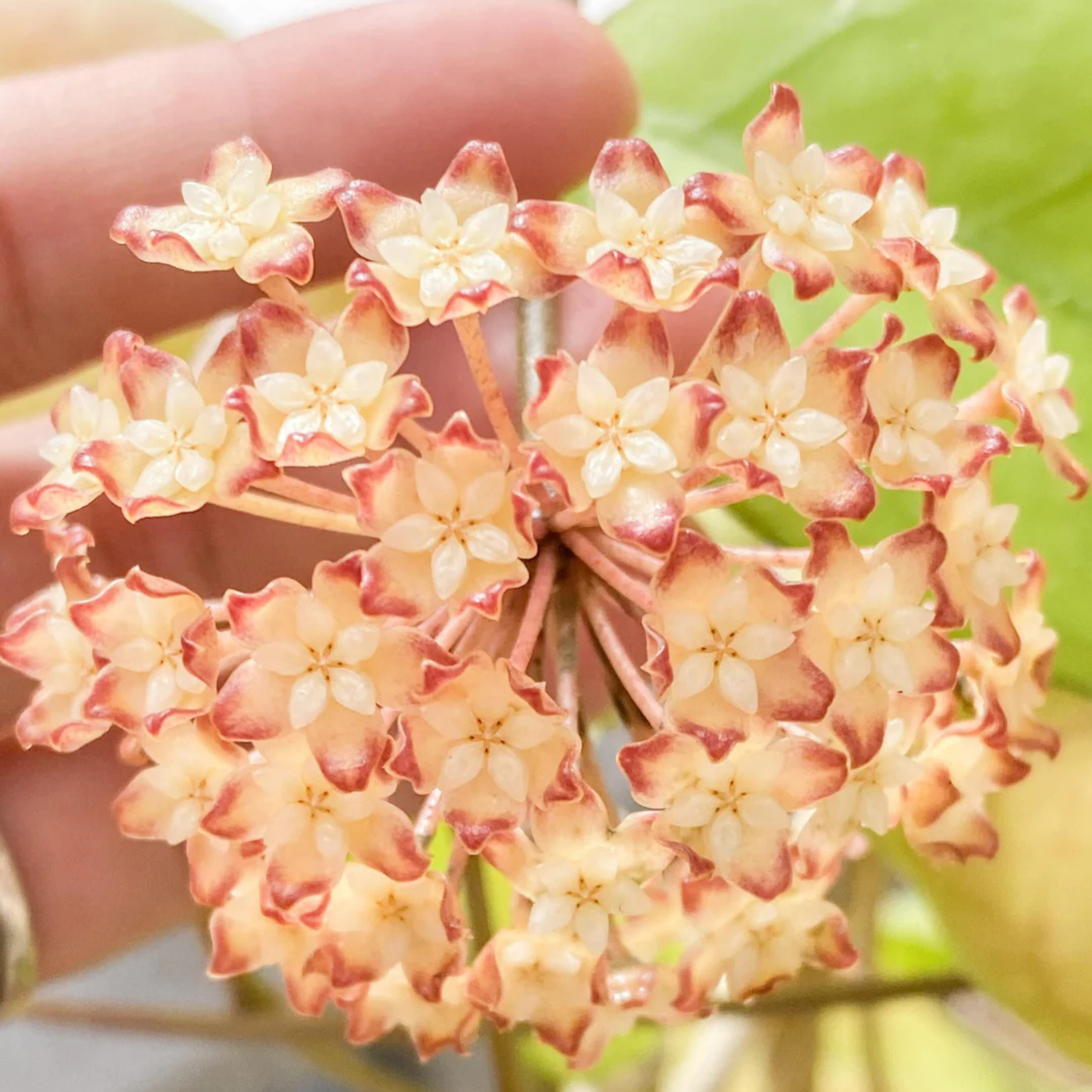 DZ Hoya Viola