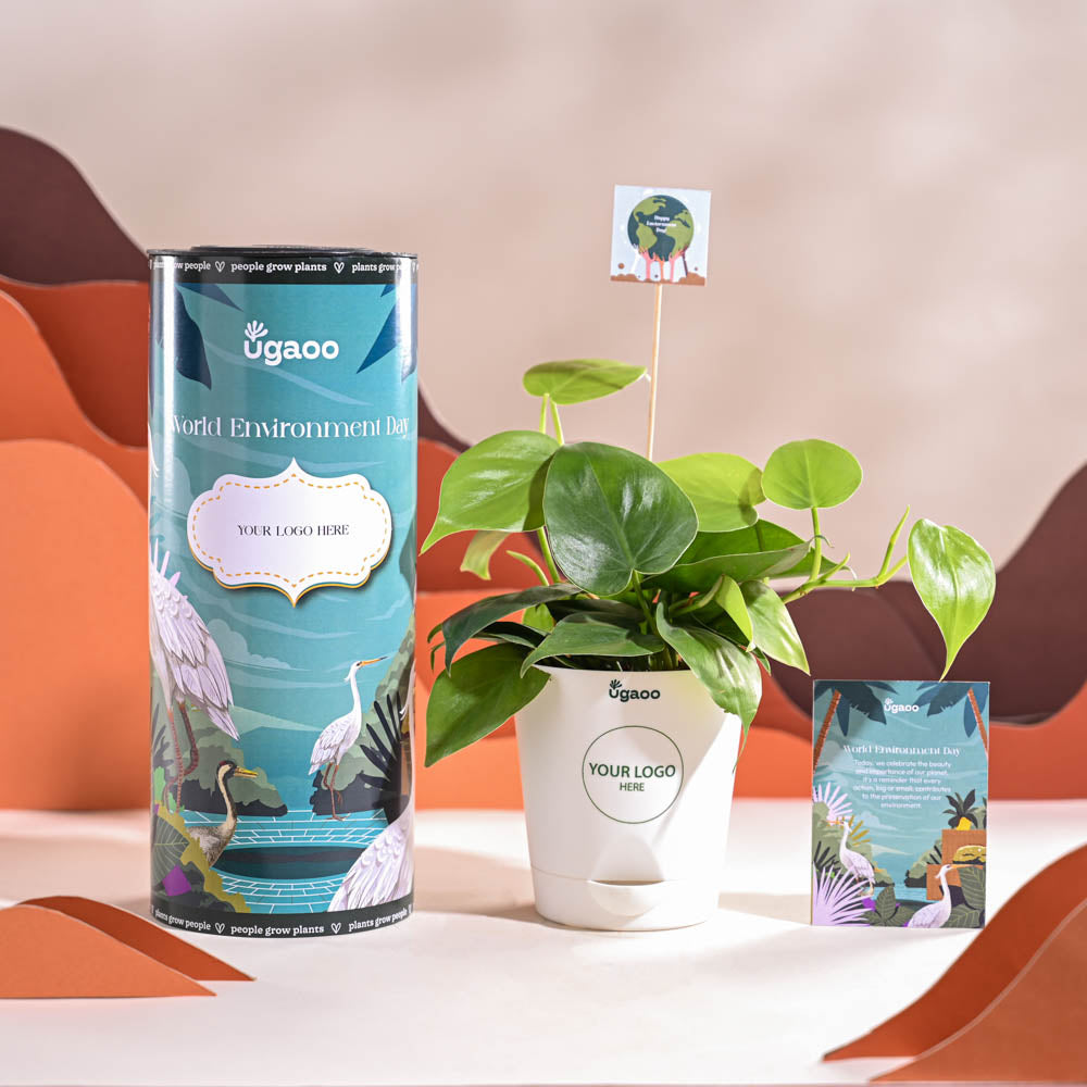 Ugaoo Philodendron Oxycardium Green Plant For Environment Day Gifting - view 8