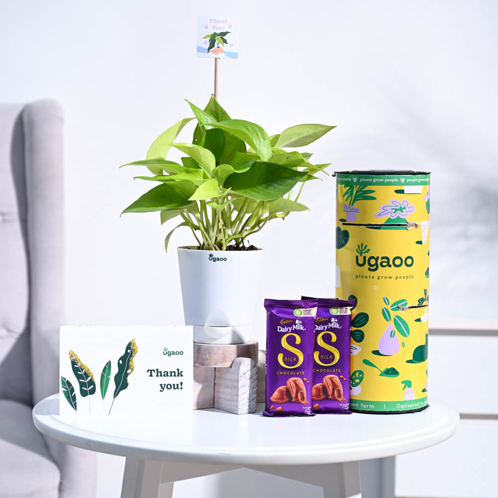 Ugaoo Money Plant Golden Thank you Gift Hamper - view 3