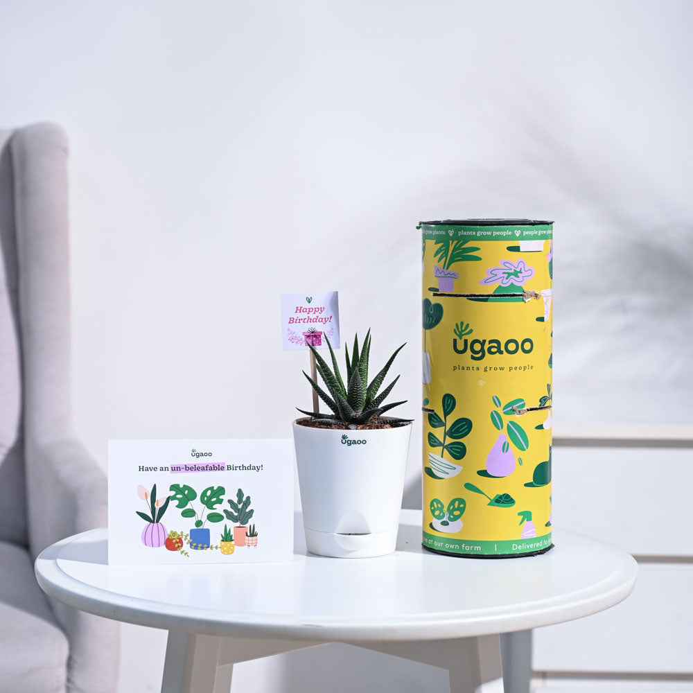 Ugaoo Zebra Haworthia Birthday Gift Hamper - view 4
