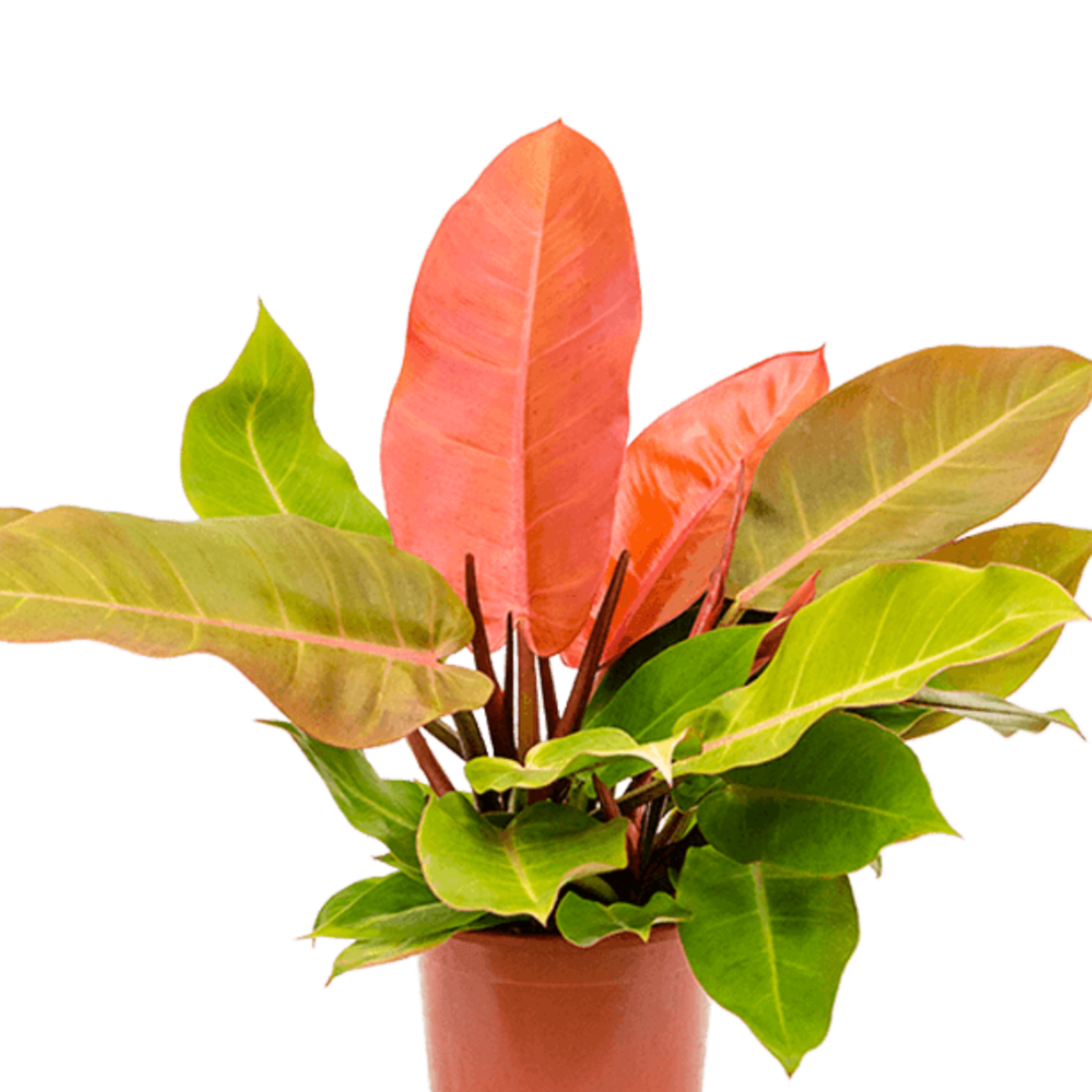 DZ Philodendron Orange Splendor Indoor/Outdoor Live Plant