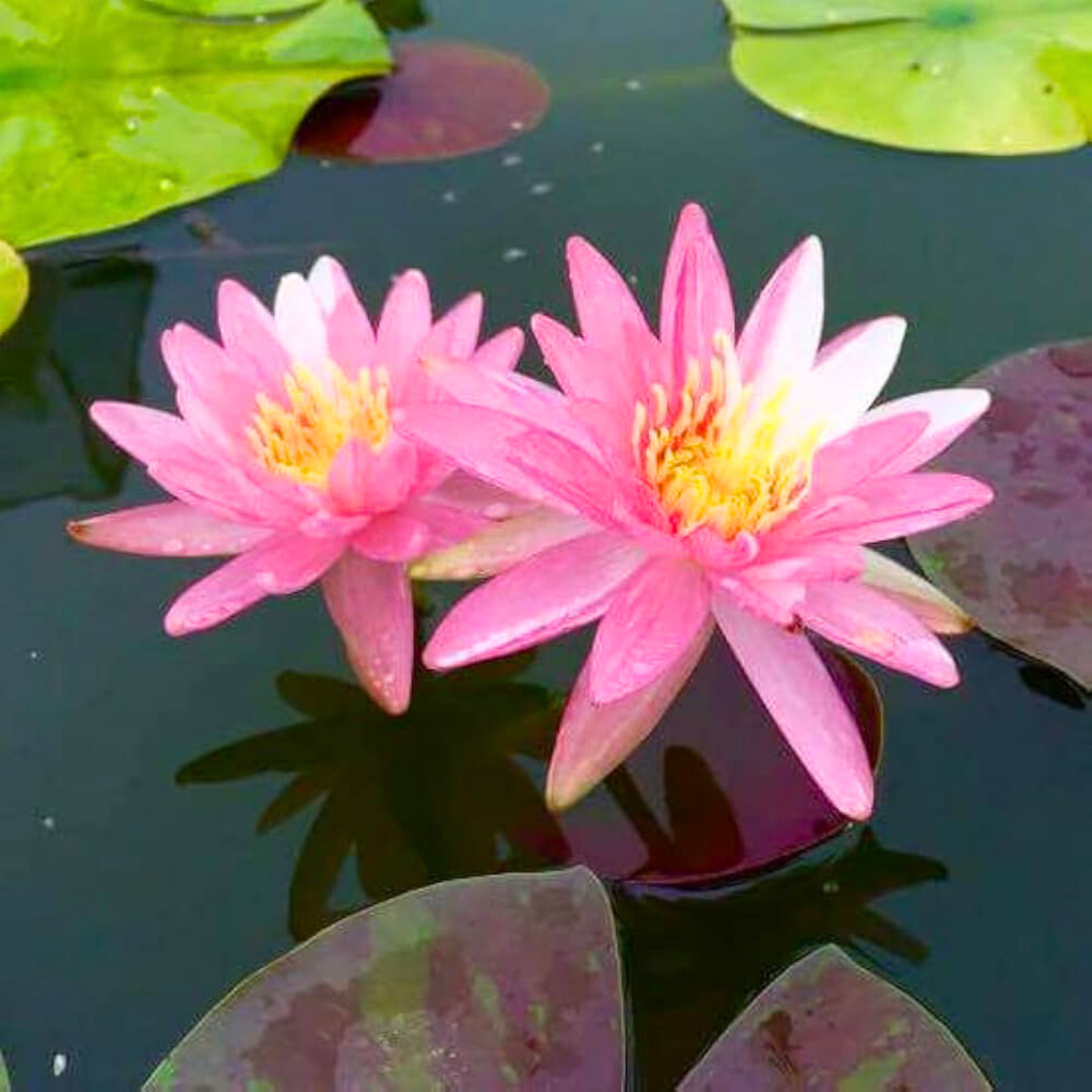 DZ Nymphaea White Pink Dawn - view 3