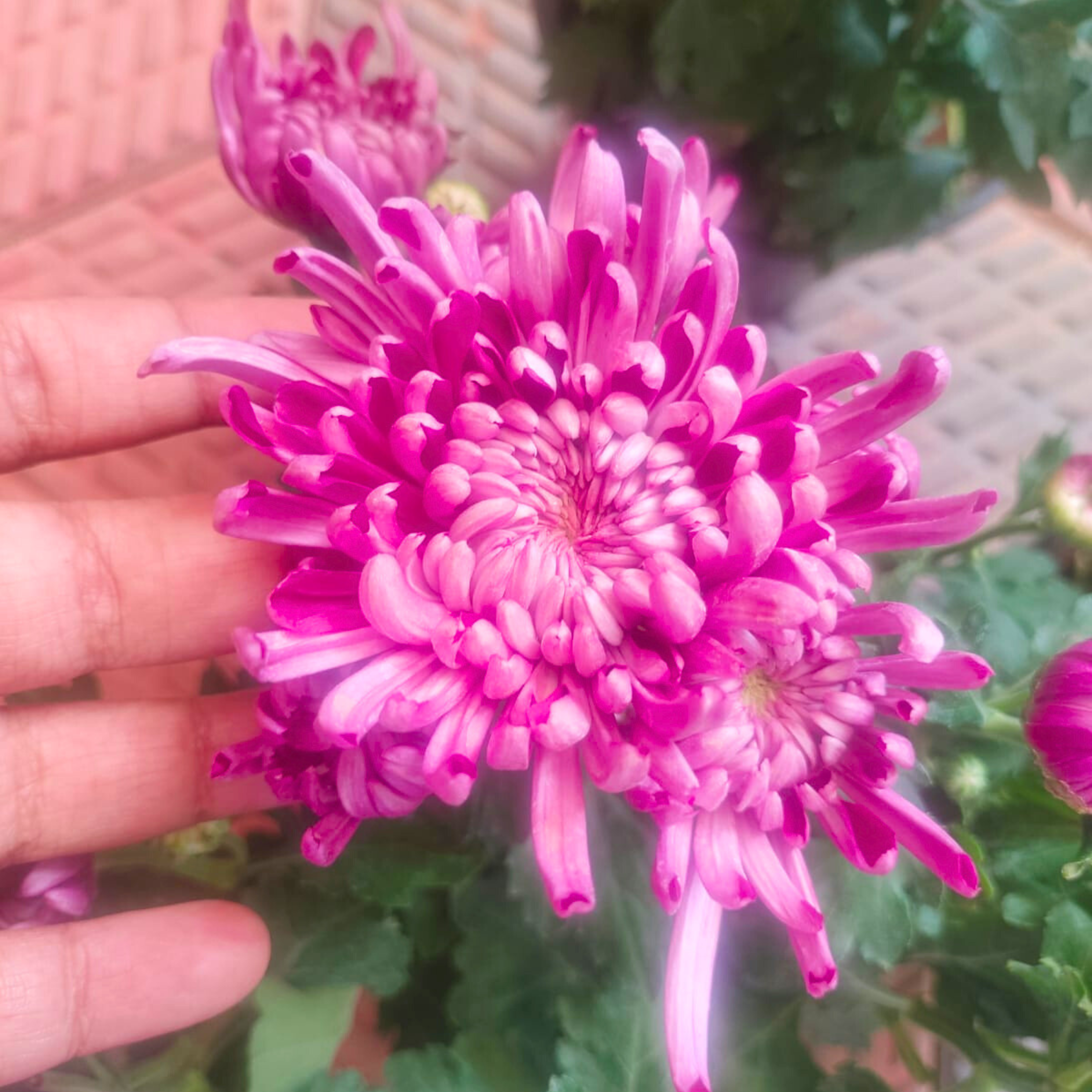 DZ Chrysanthemum Pink Mum Flowering Live Plant
