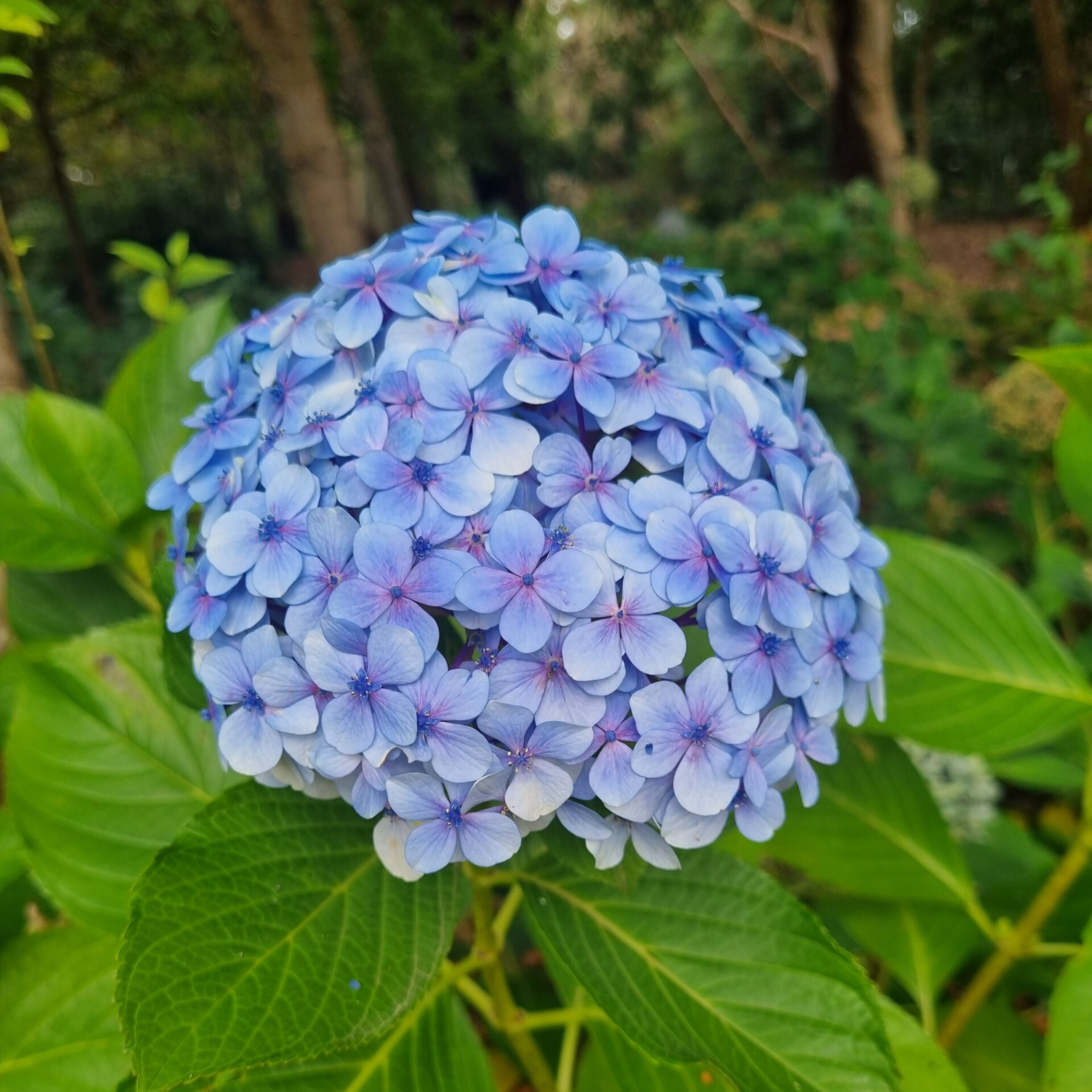 MR Hydrangea Blue (Hydrangea macrophylla) Flowering Live Plant