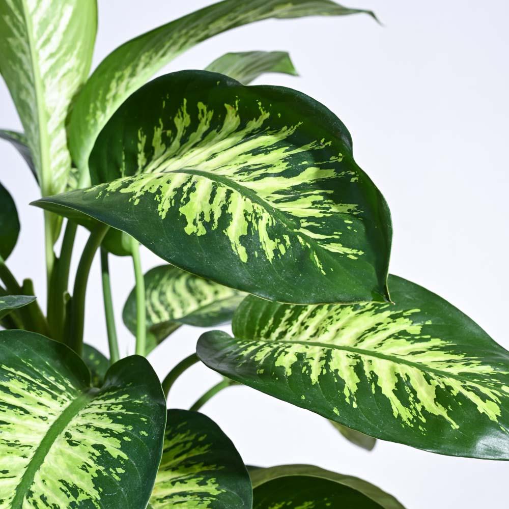 Ugaoo Dieffenbachia Tropic Snow Plant - XL - view 2