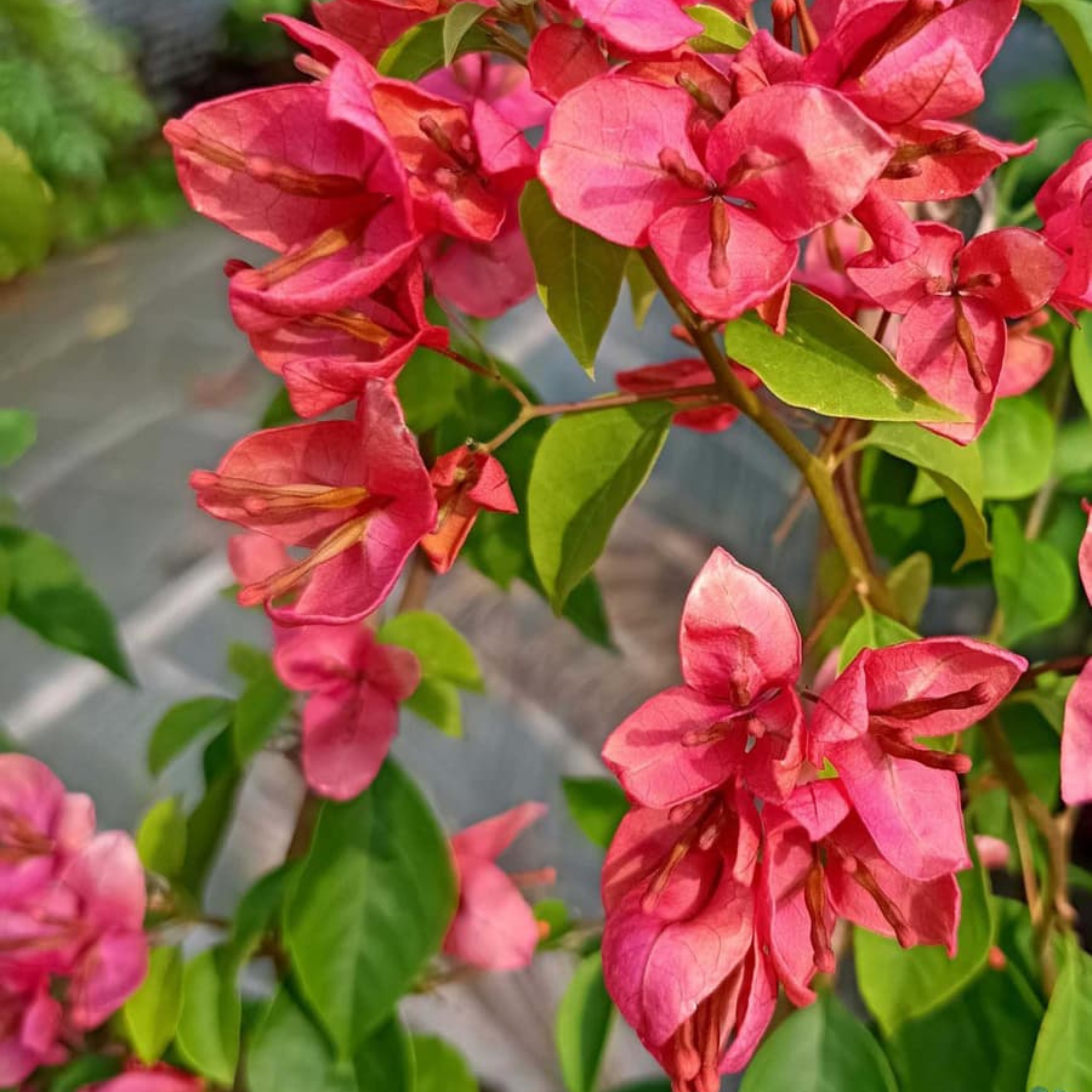 DZ Bougainvillea Tanglong Orange (Paper Flower) Rare Flowering Live Plant