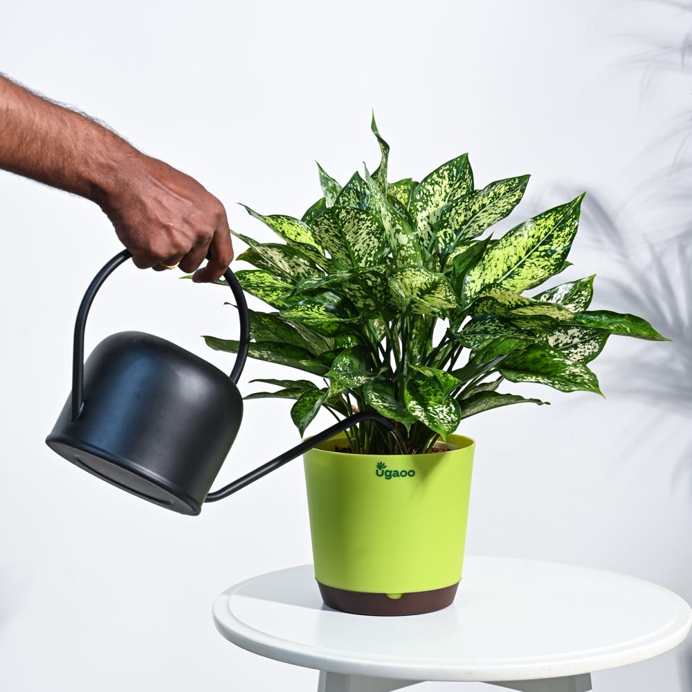 Ugaoo Aglaonema Snow White Plant - view 4