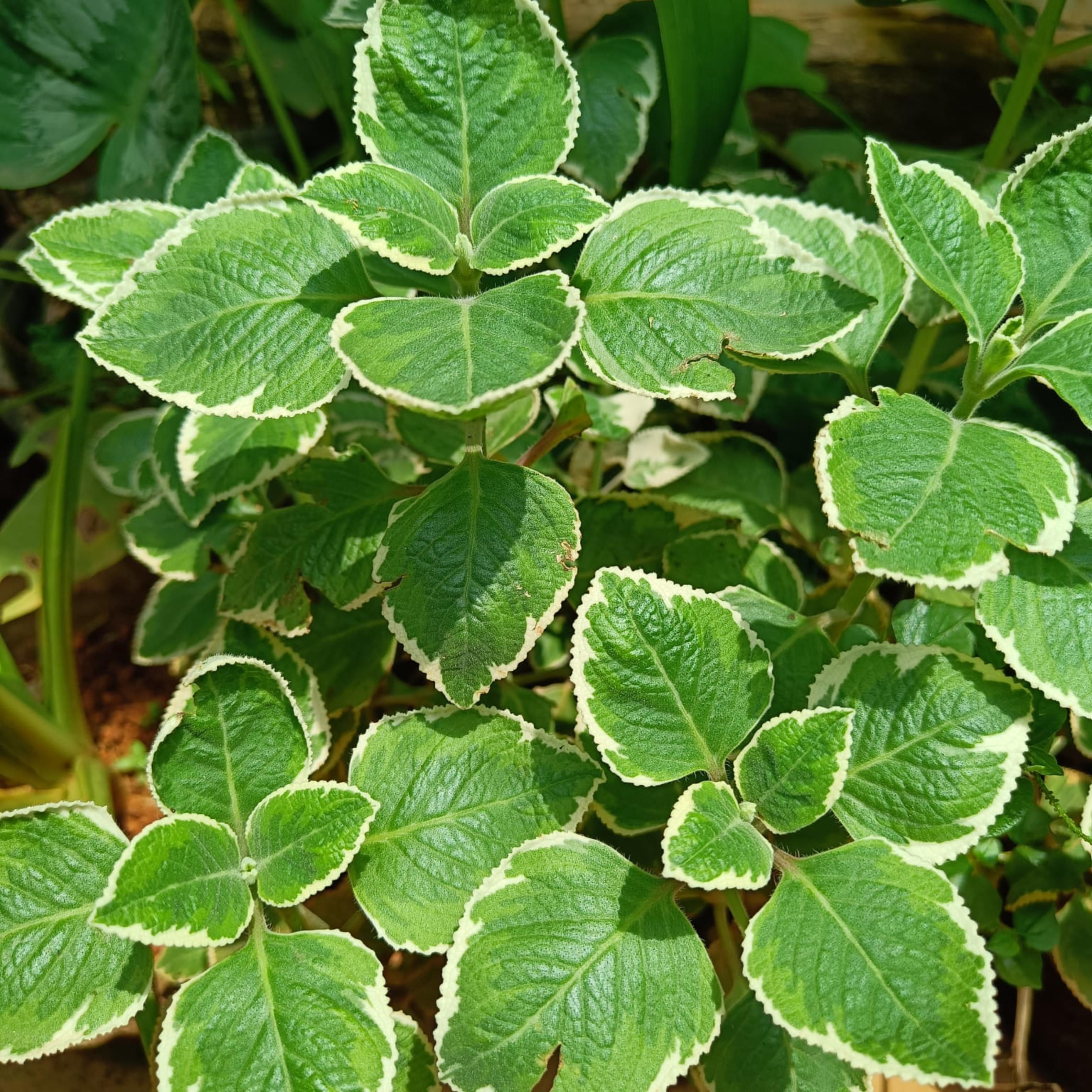 DZ Variegated Ajwain / Oregano Medicinal Live Plant