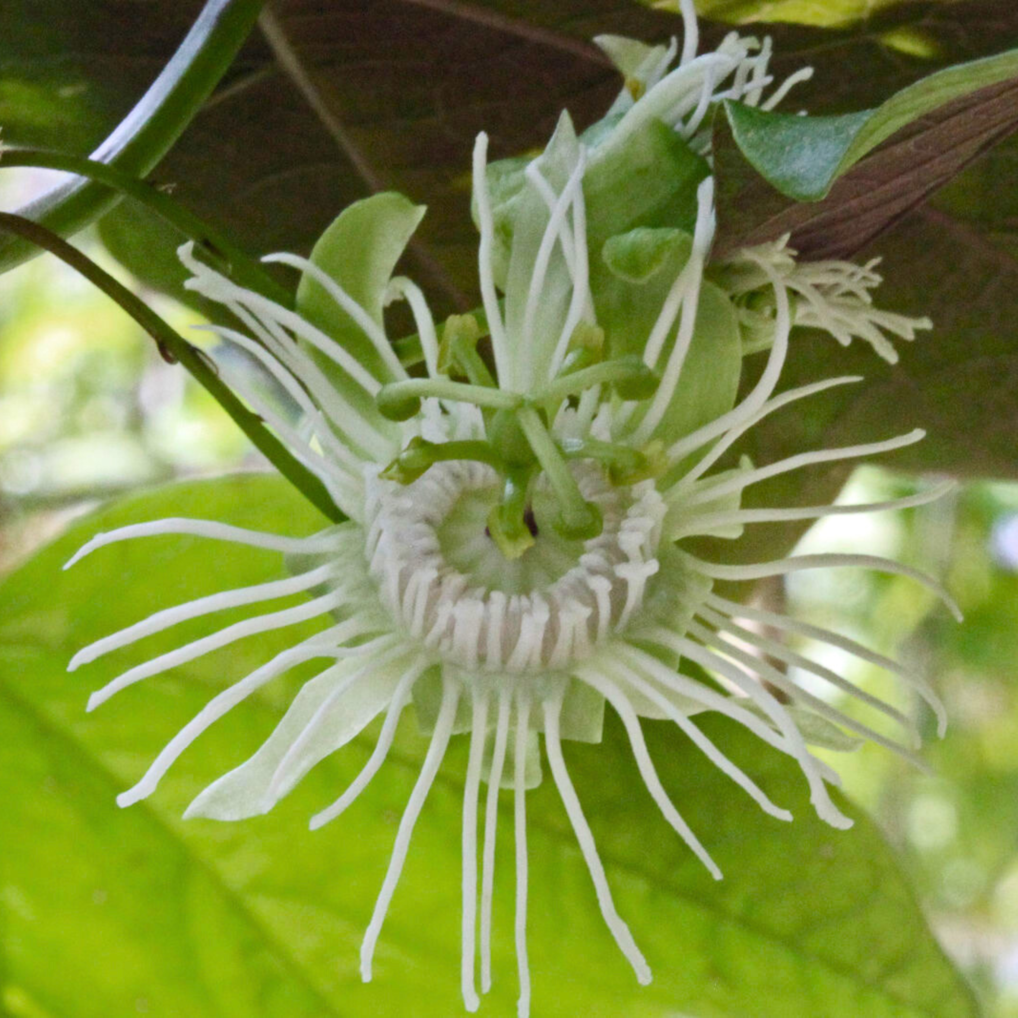 MR Passiflora Variegated with White Flowers Rare Flowering Live Plant - view 4