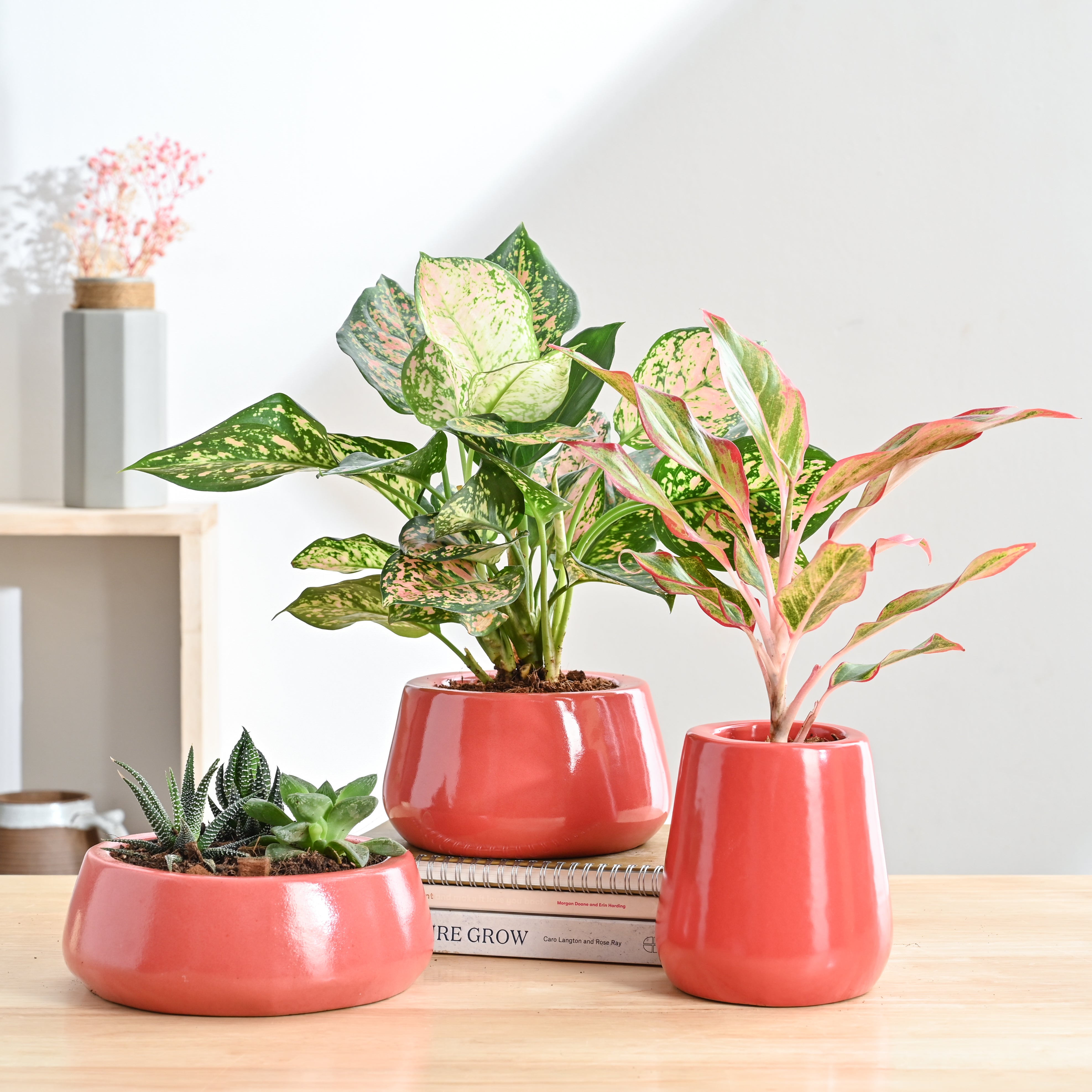 Ugaoo Tulip Fantasy Bundle - Light Red