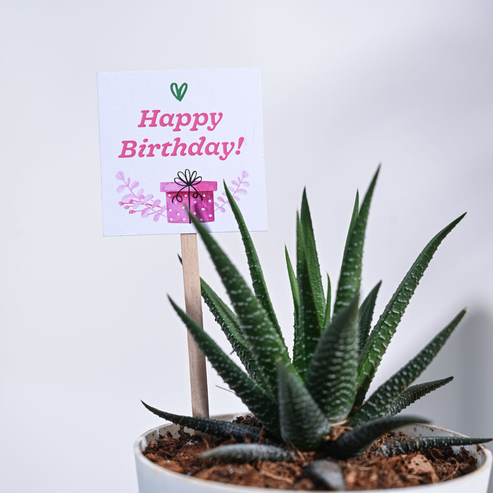 Ugaoo Zebra Haworthia Birthday Gift Hamper - view 7