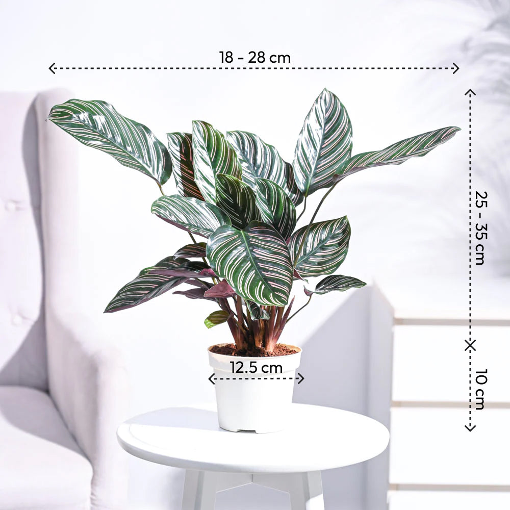 Ugaoo Ganpati Decor Plant Bundle - view 3