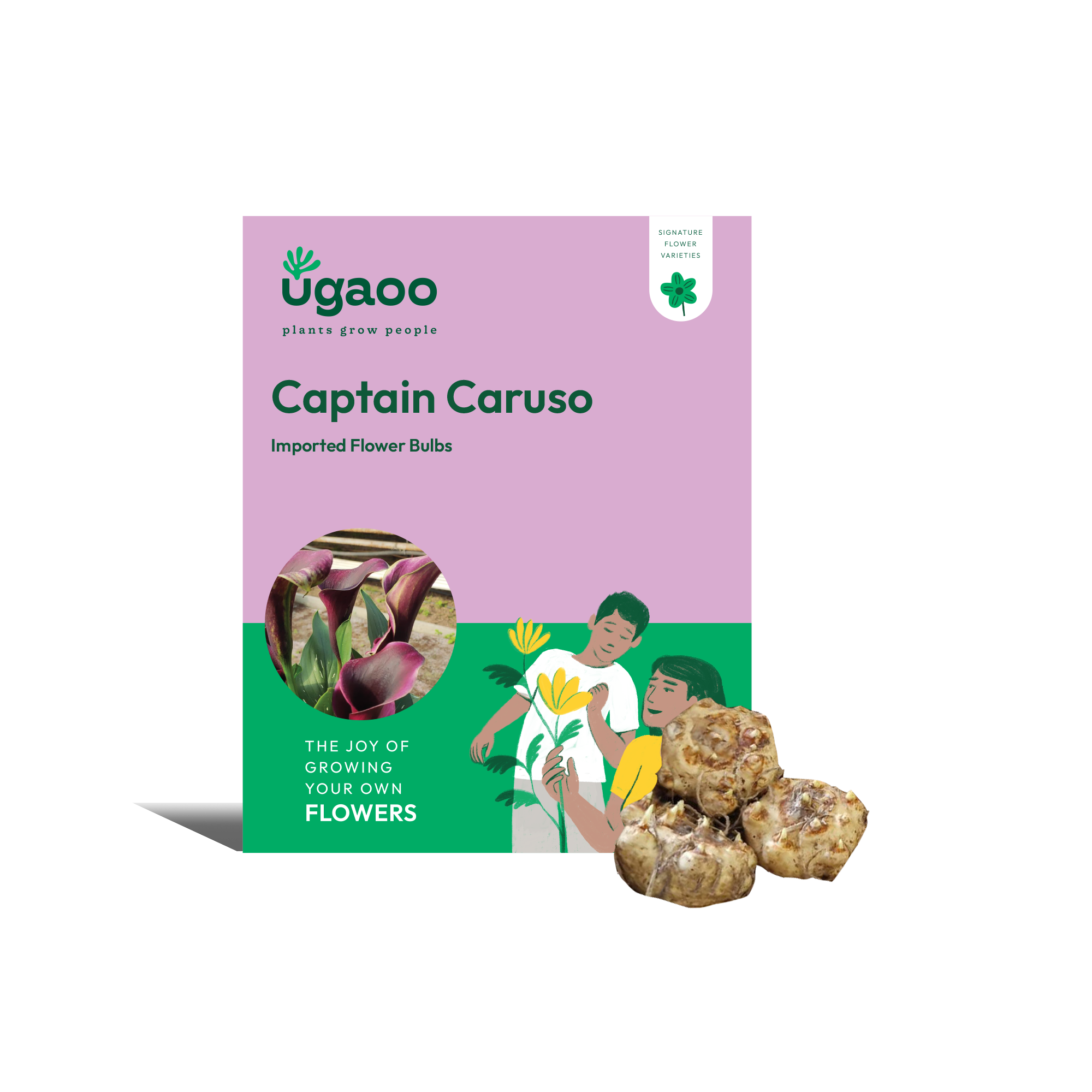 Ugaoo Calla Lily - Captain Caruso Bulbs