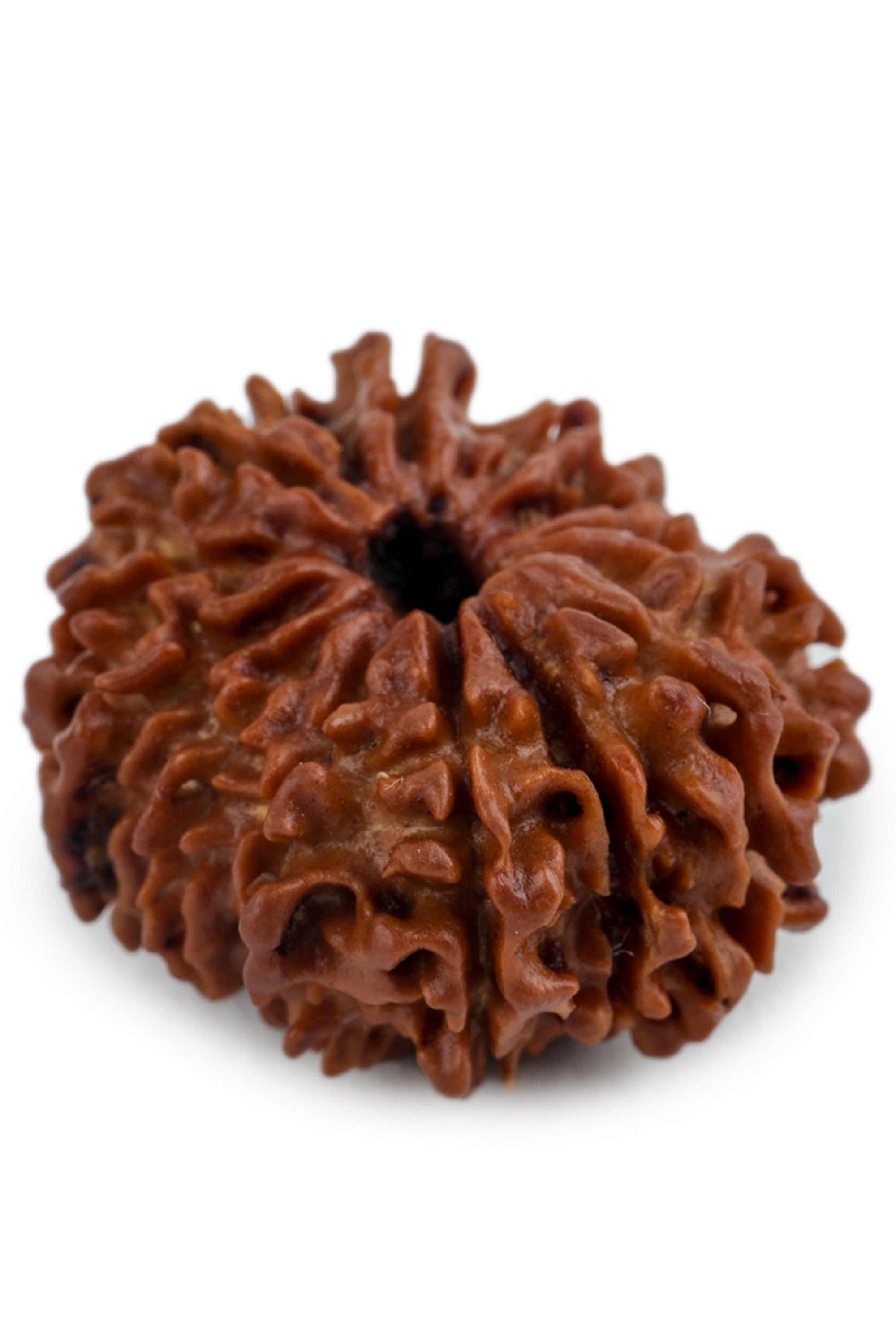 Studio Vaidik 14 mukhi Natural Rudraksha - view 2