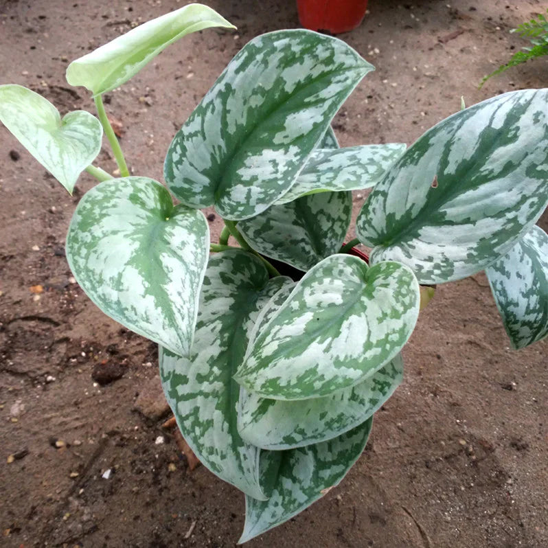DZ Silver Pothos (Scindapsus pictus) Money Plant Indoor Live Plant - view 2