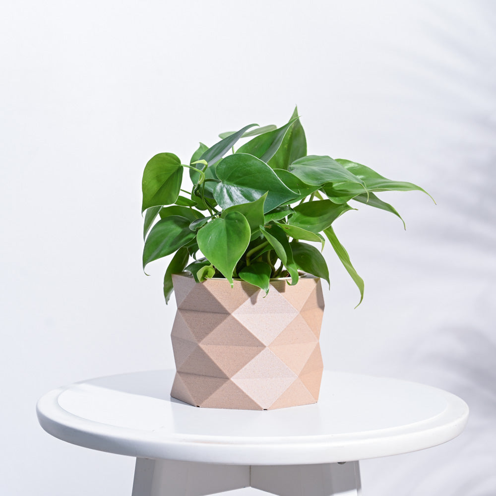 Ugaoo Faceted prism Wooden Pot