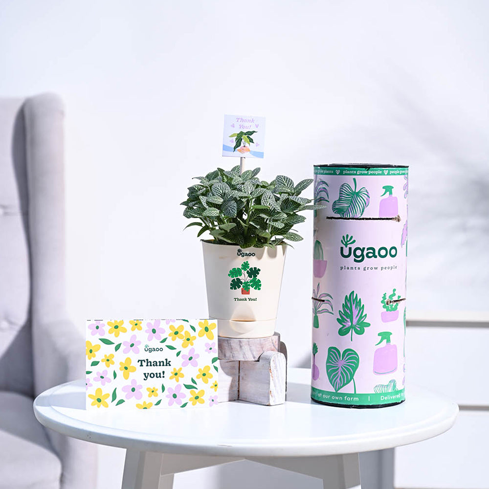 Ugaoo Fittonia Green Thank you Gift Hamper - view 2