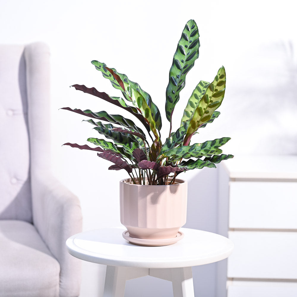 Ugaoo Calathea Rattlesnake Plant - view 97