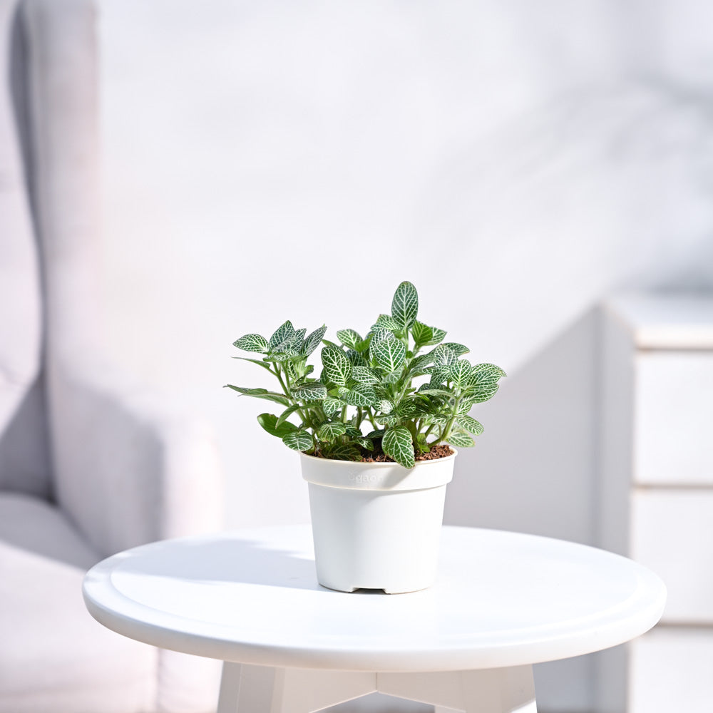 Ugaoo Fittonia Green Plant (Nerve Plant) With GroPot