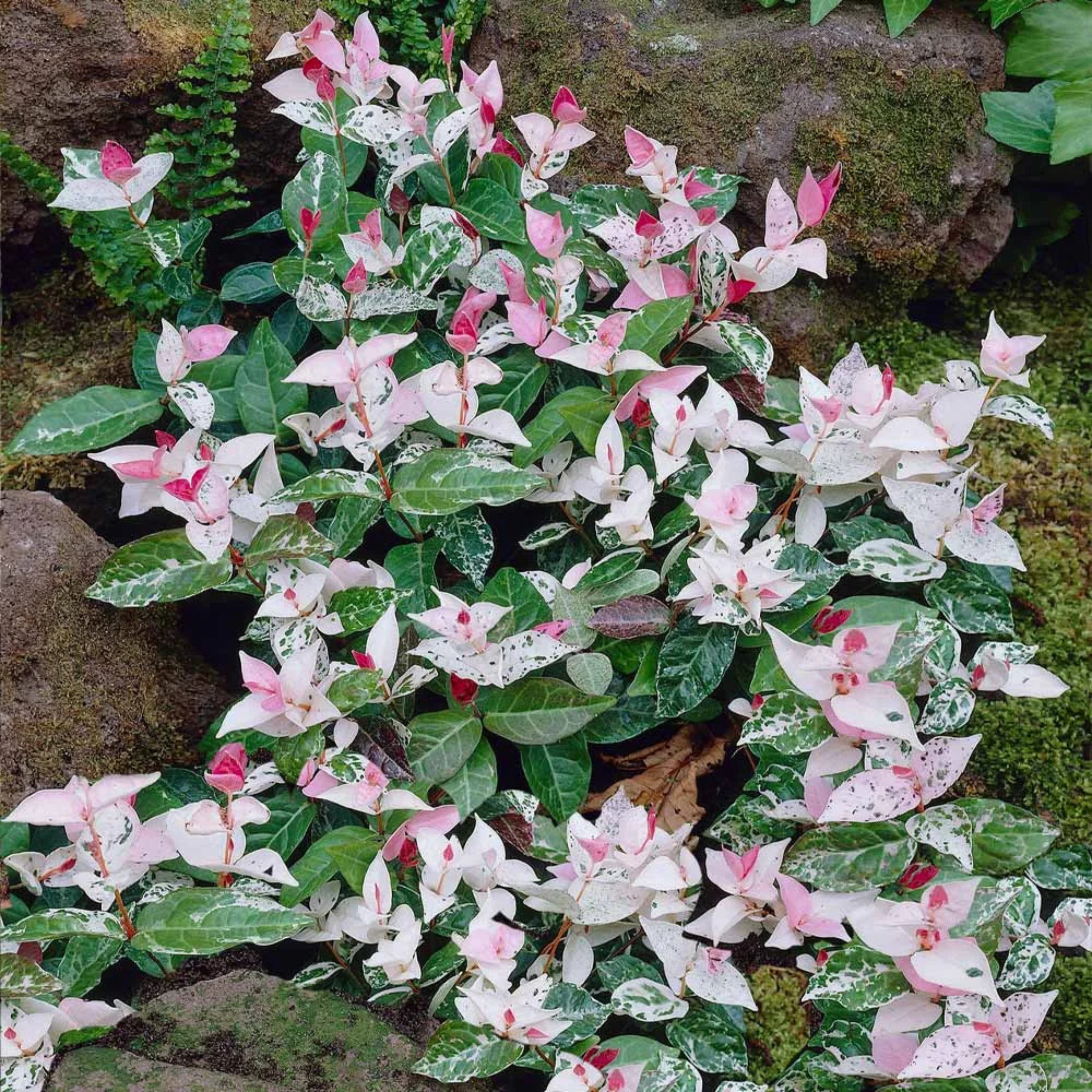 MR Asiatic Jasmine Variegated Ornamental Live Plant - view 4