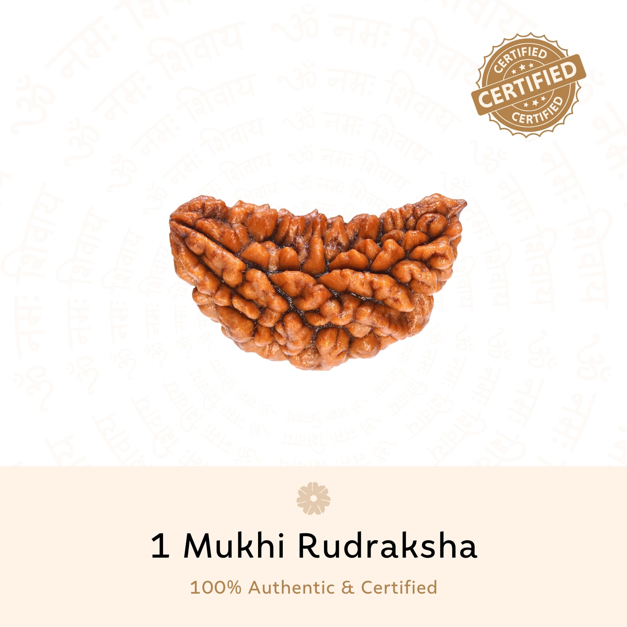 Prinjal Jewellers Premium 1 Mukhi Rudraksha - view 2