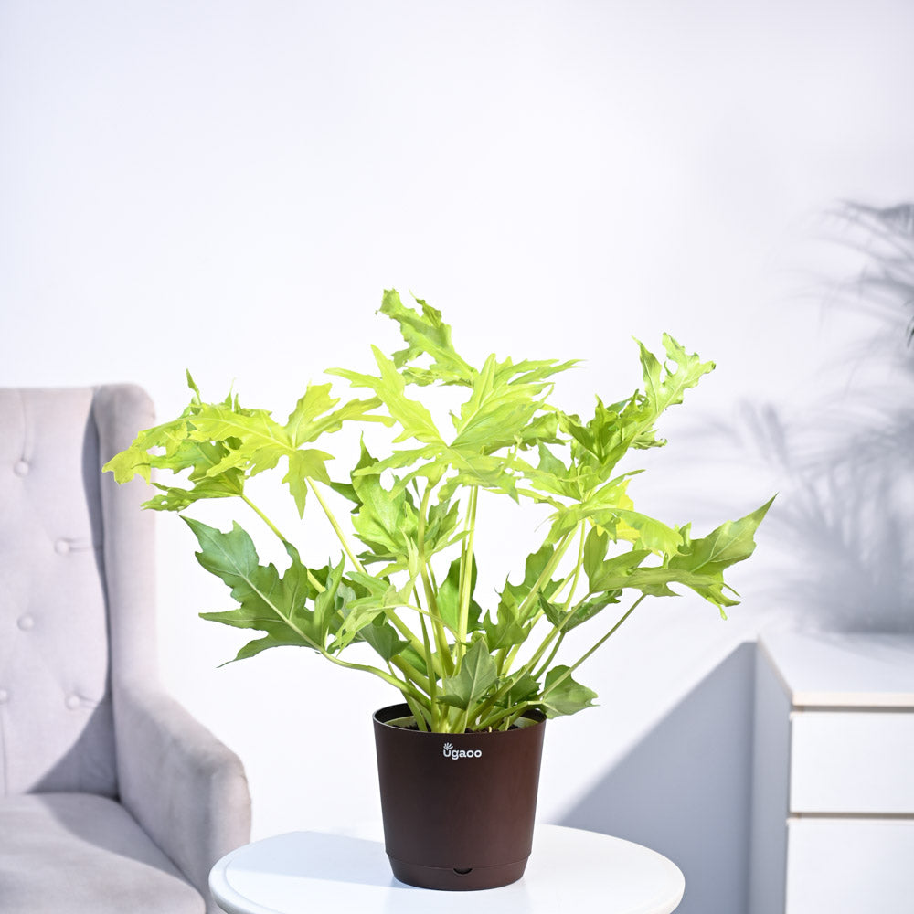 Ugaoo Philodendron Selloum Golden Plant - view 27