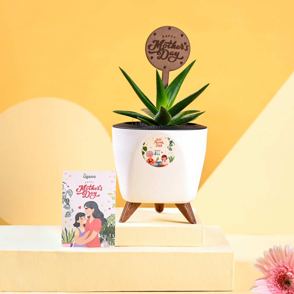 Ugaoo Aloe Vera Green Mini For Mother's Day Gifting