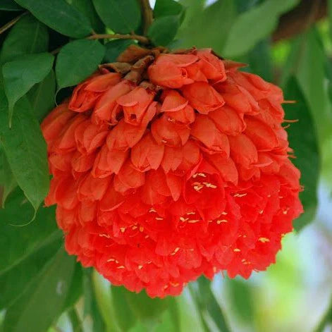 MR Rose of Venezuela Layered Live Flowering Plant (Brownea) - view 3